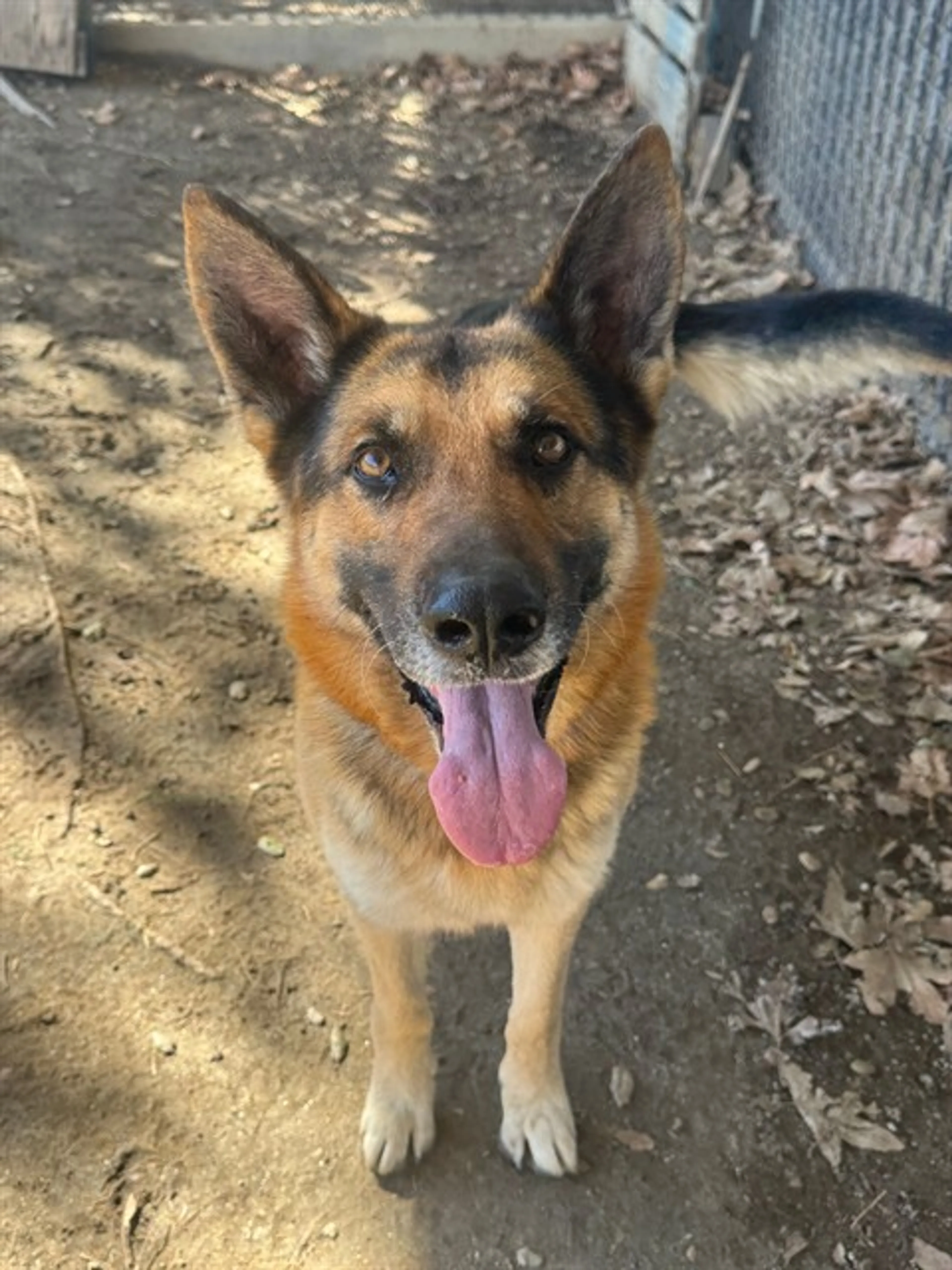 Found pet