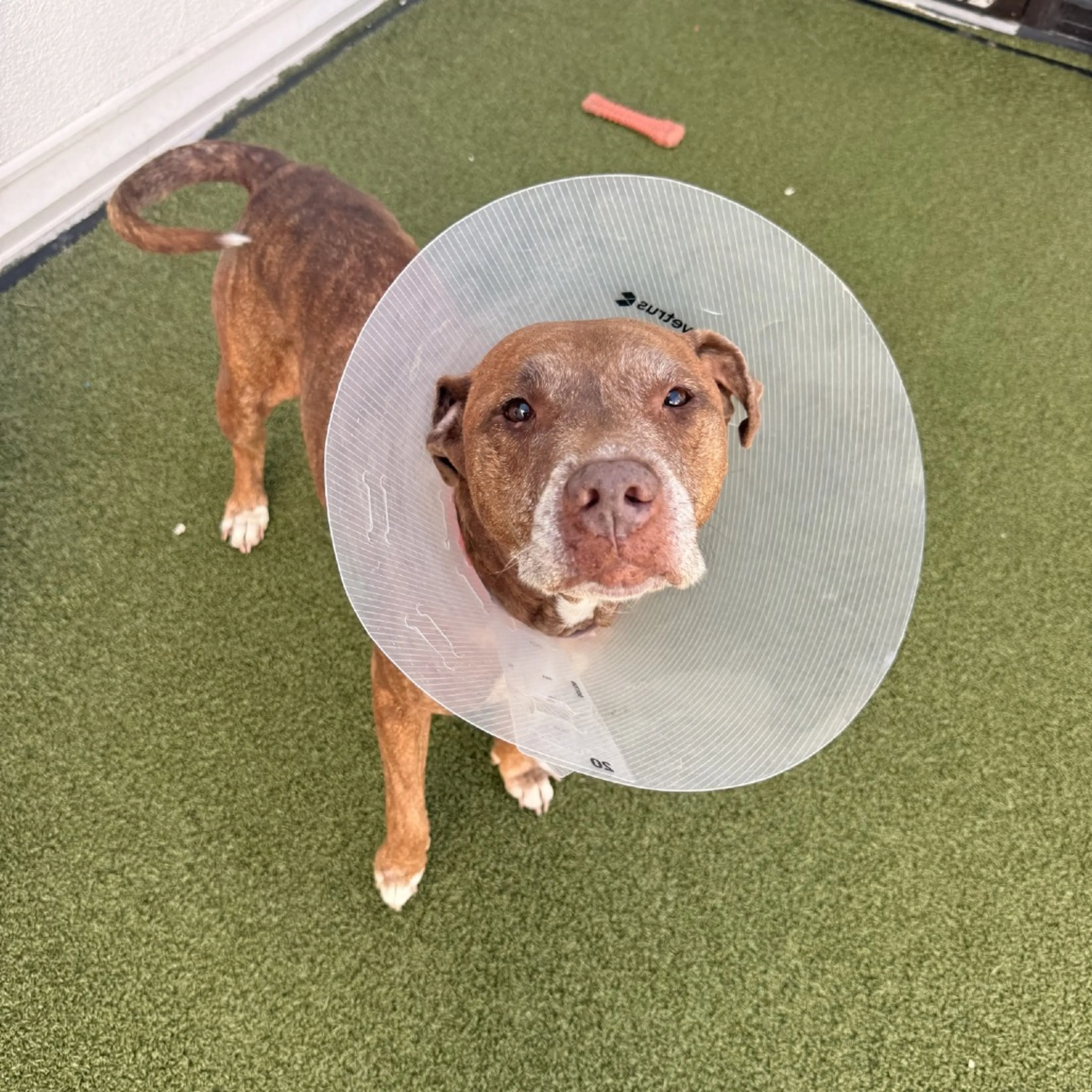 Found pet-6