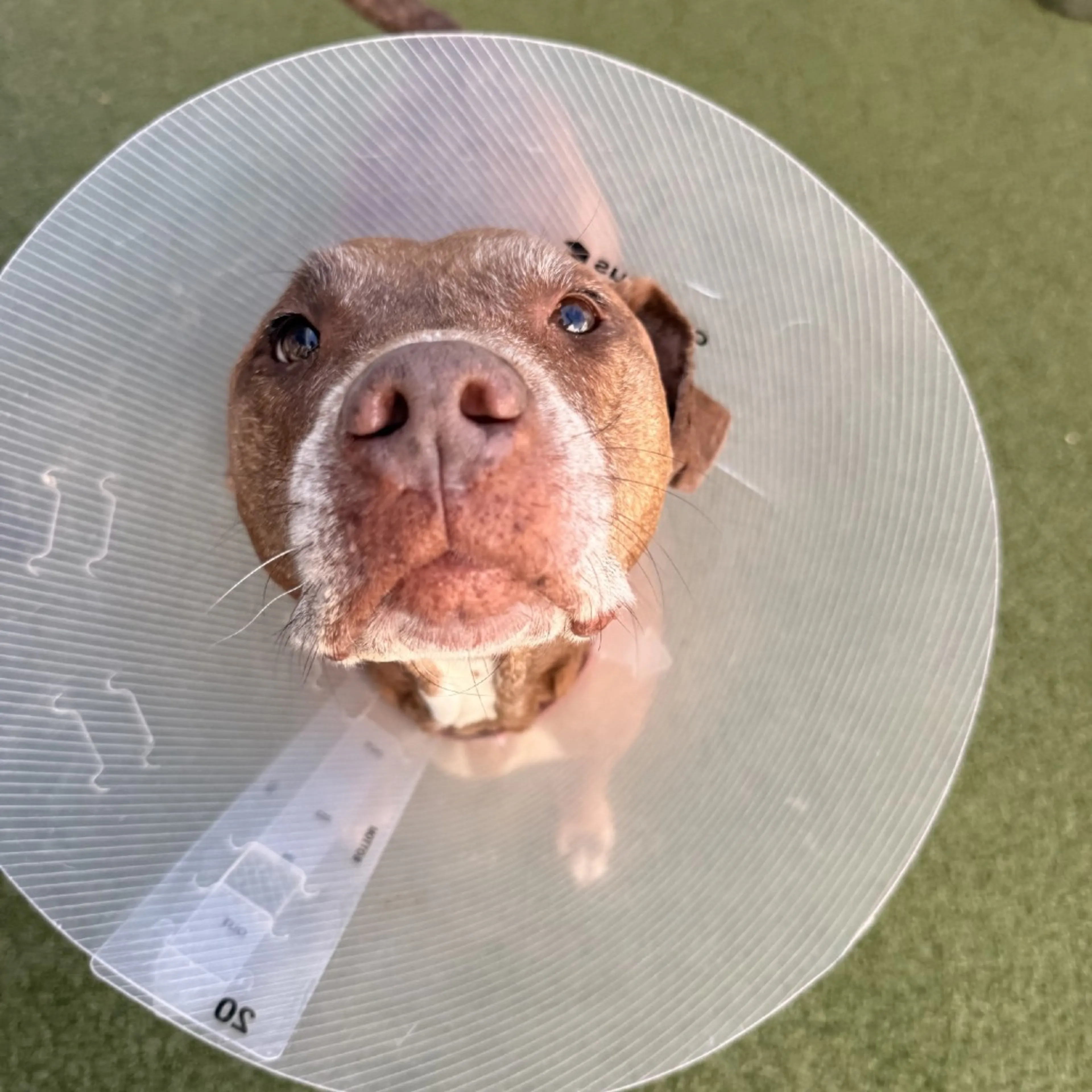 Found pet-7