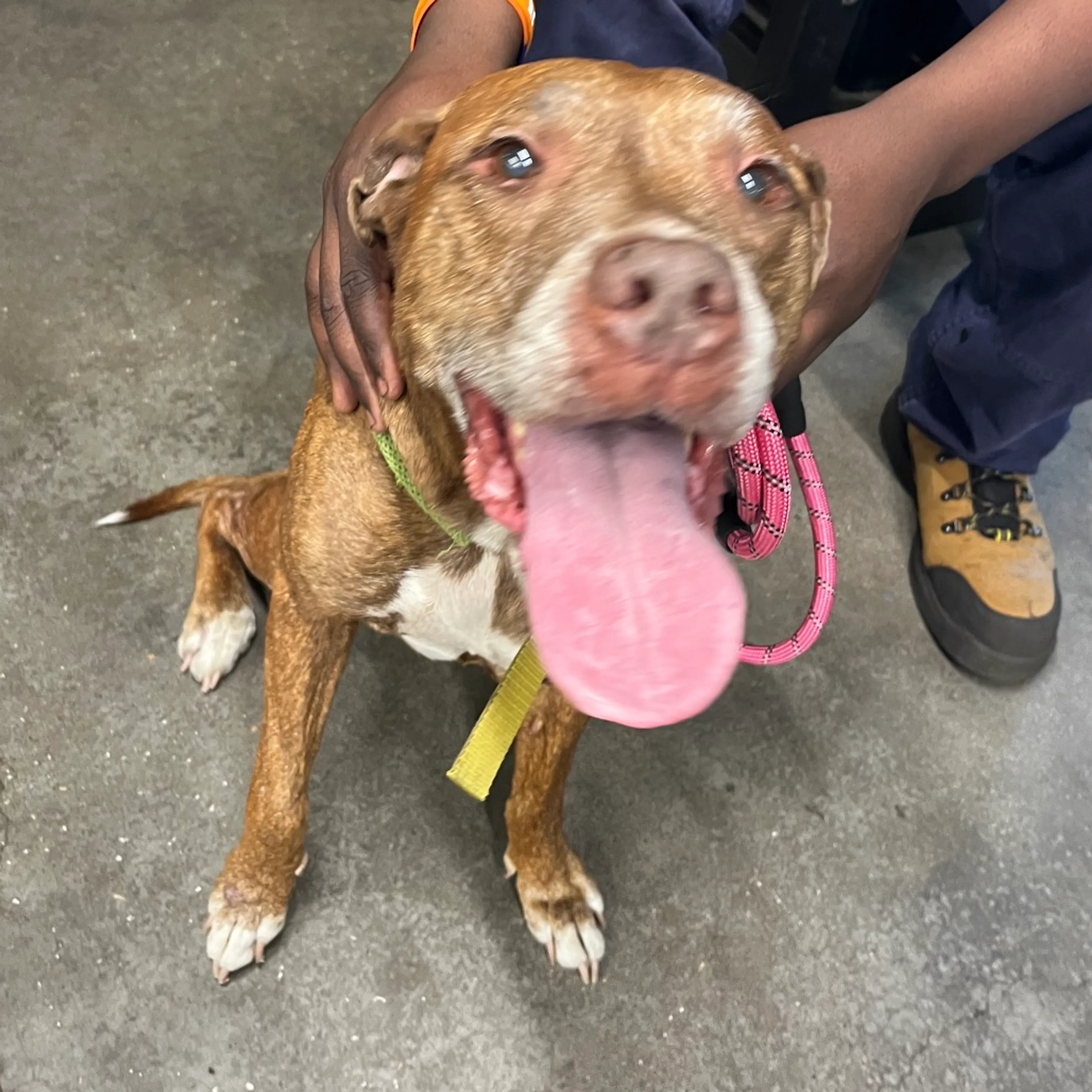 Found pet-2