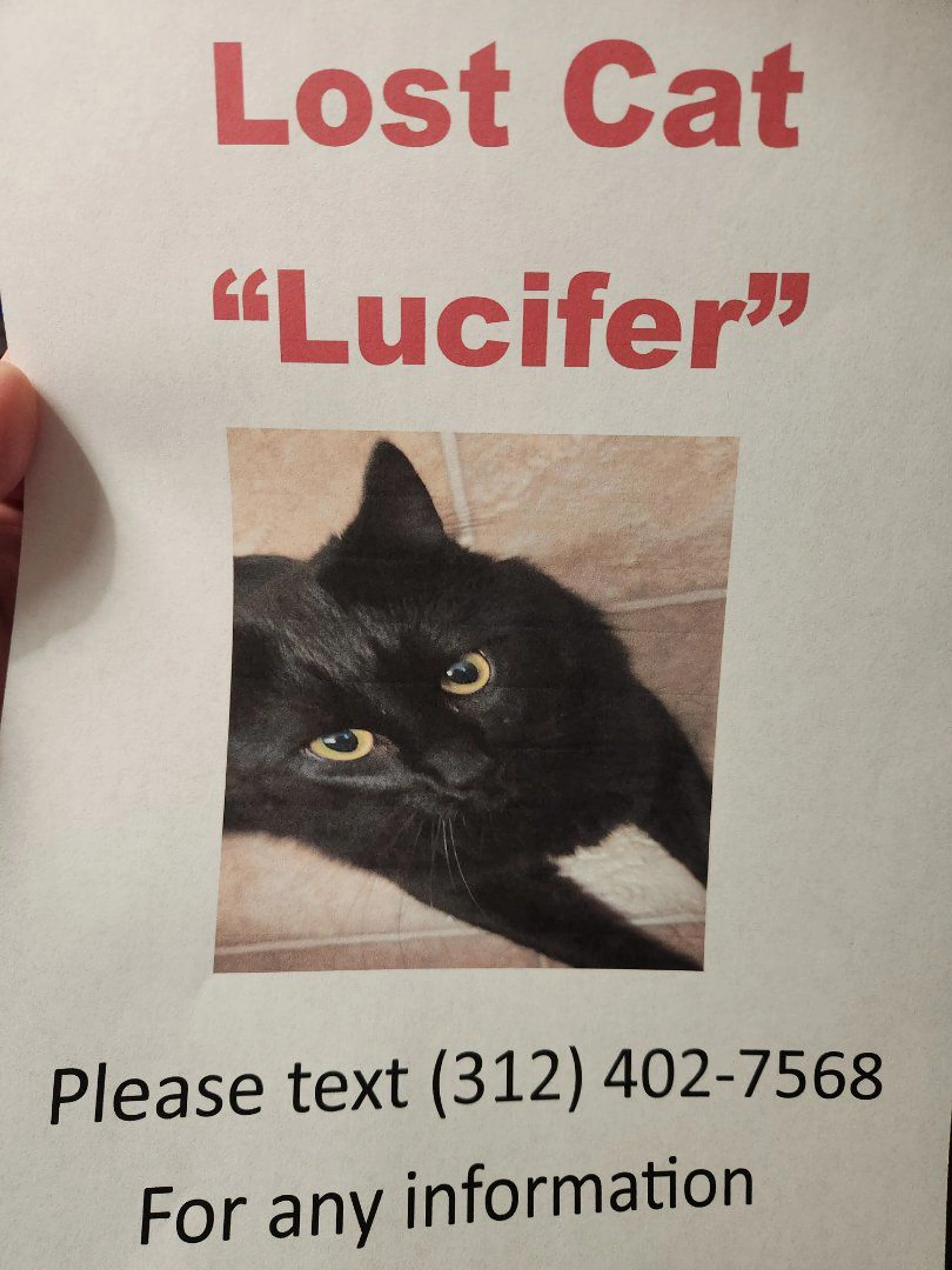 Lost pet