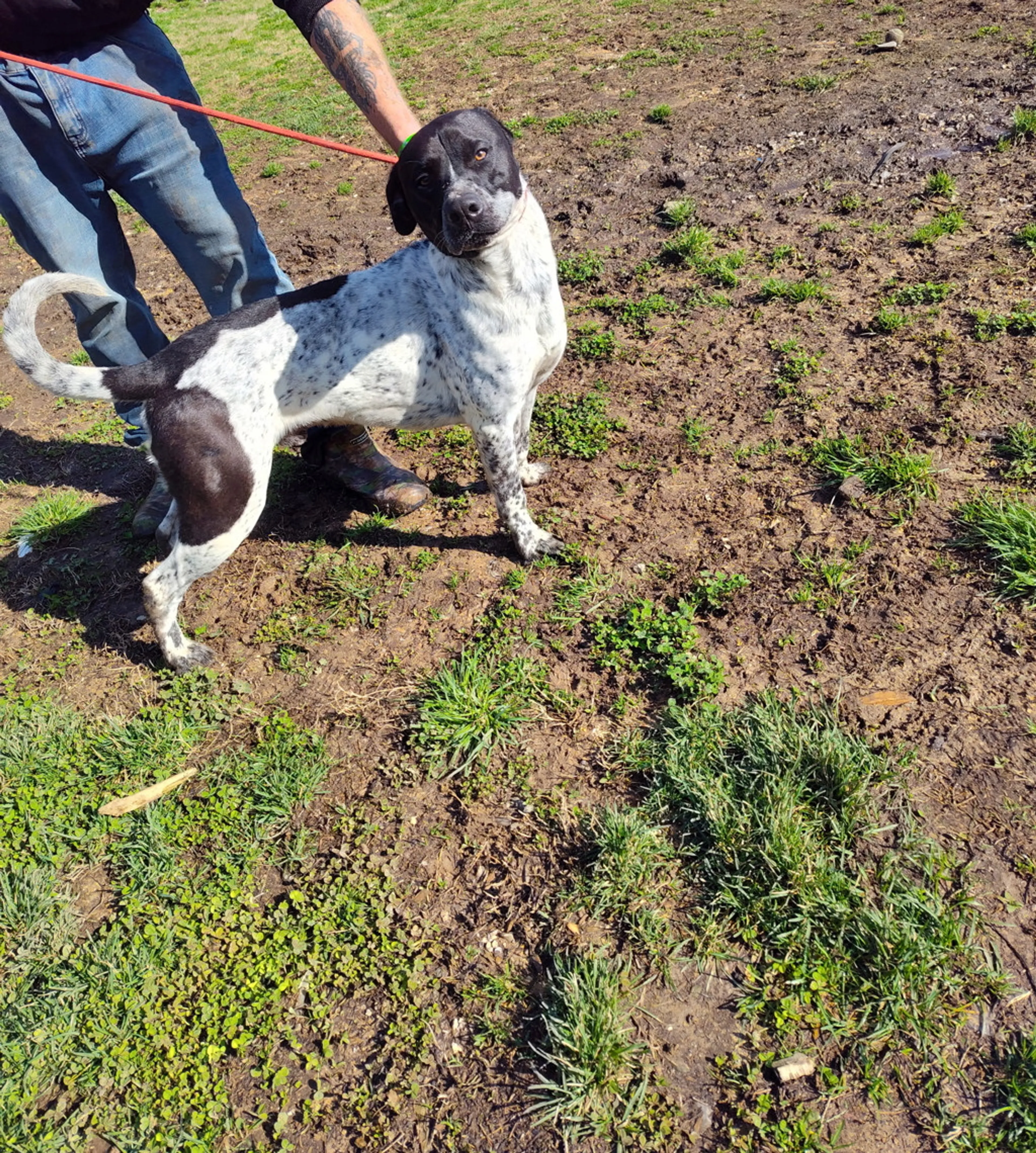 Found pet-2