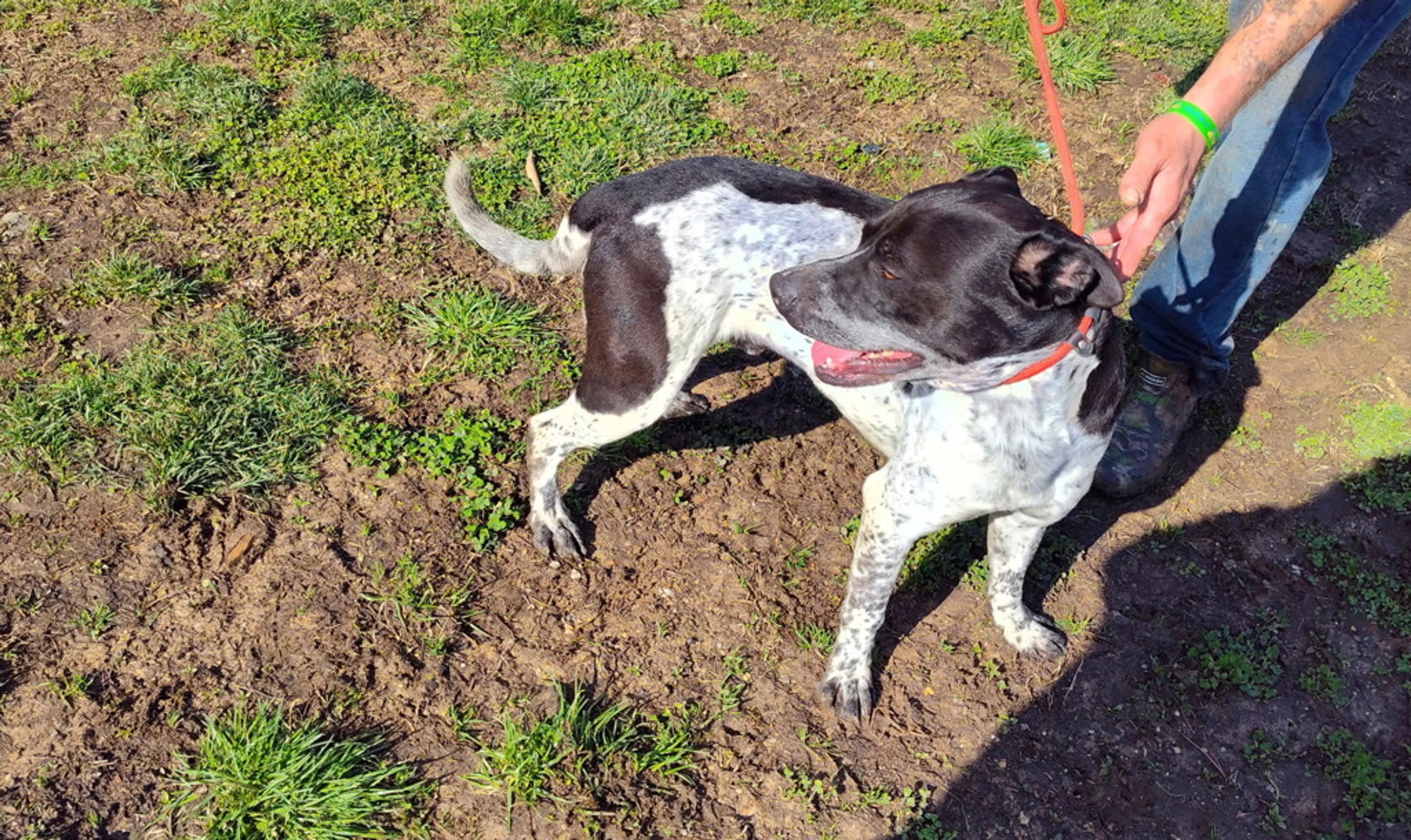 Found pet-1