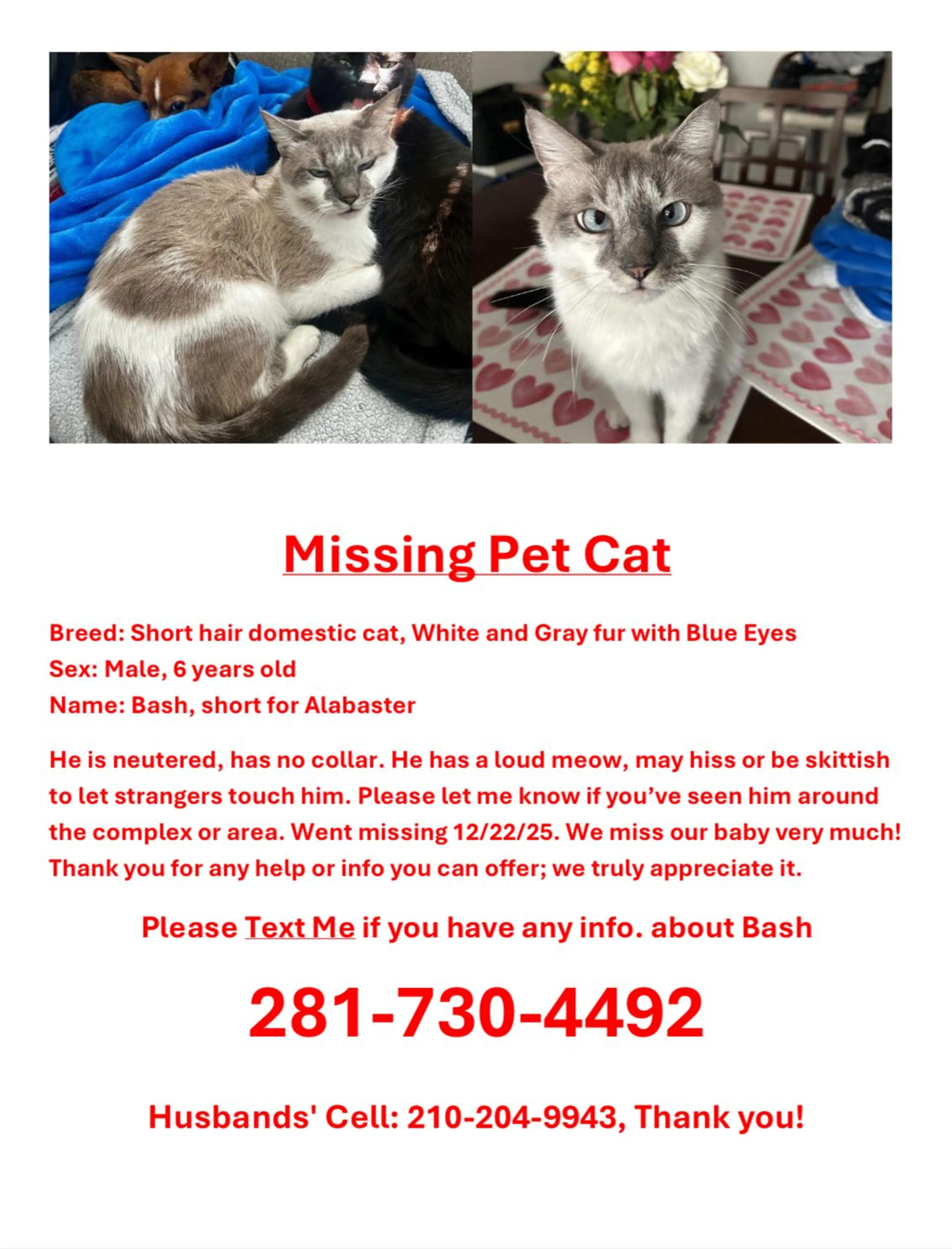 Lost pet