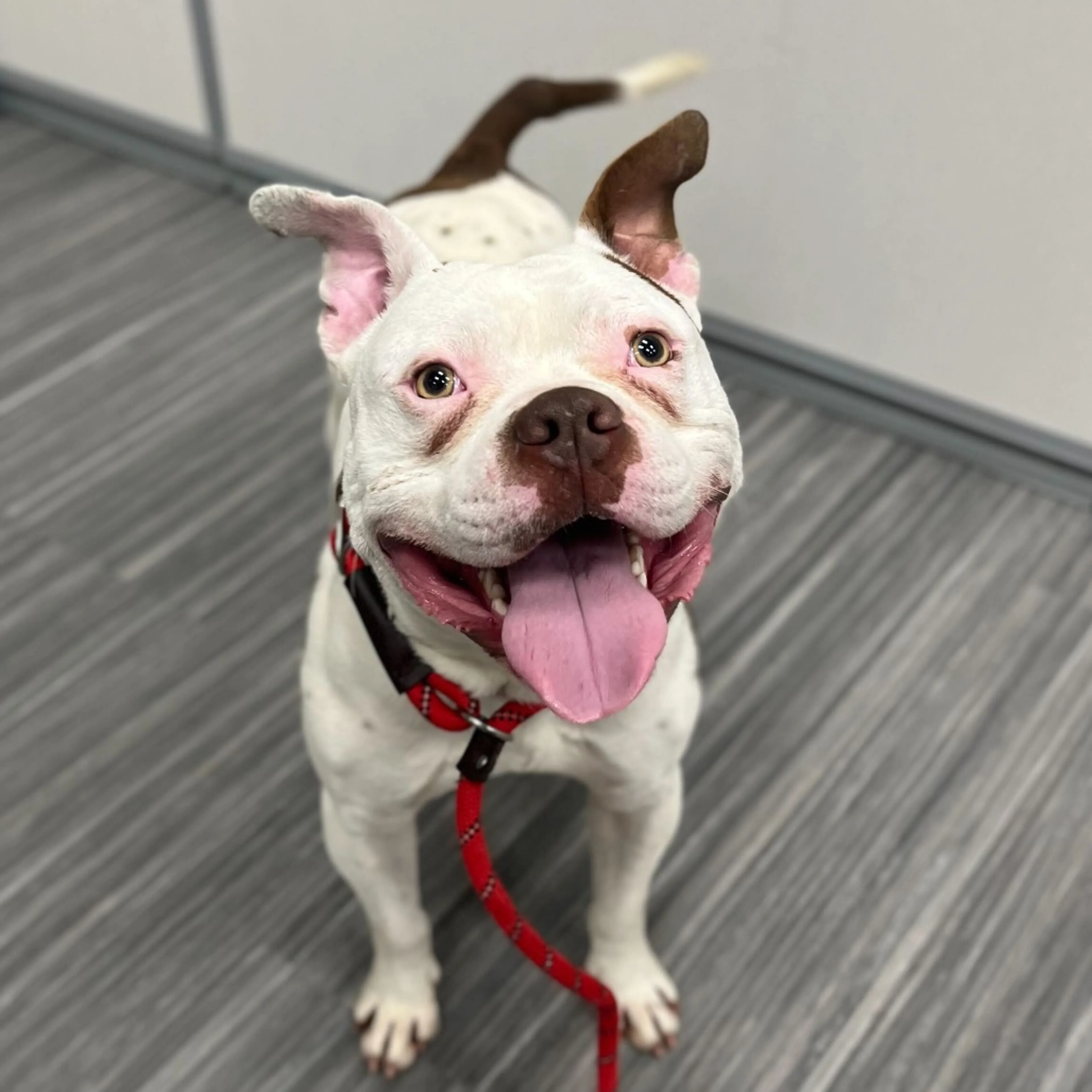 Found pet-4