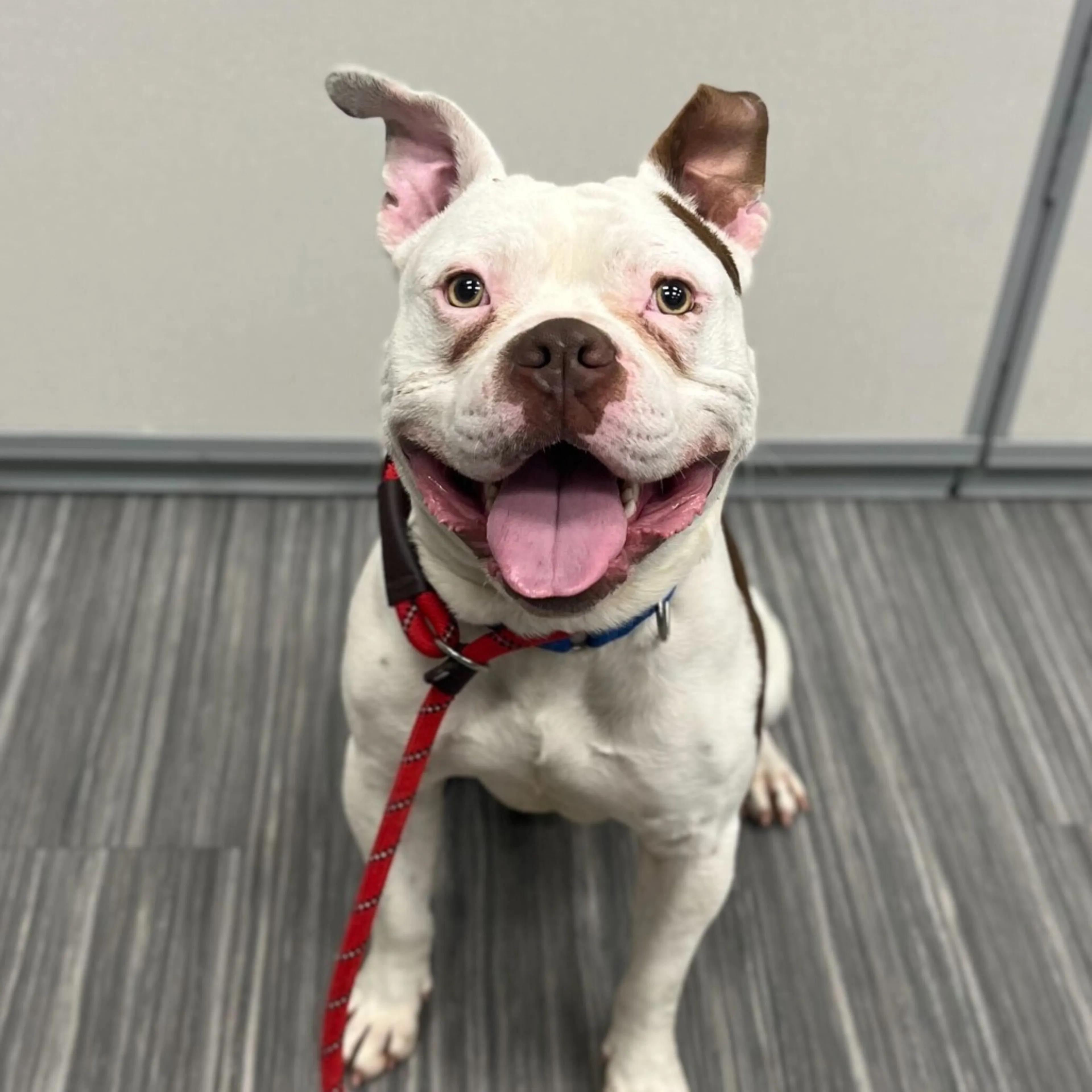 Found pet-2