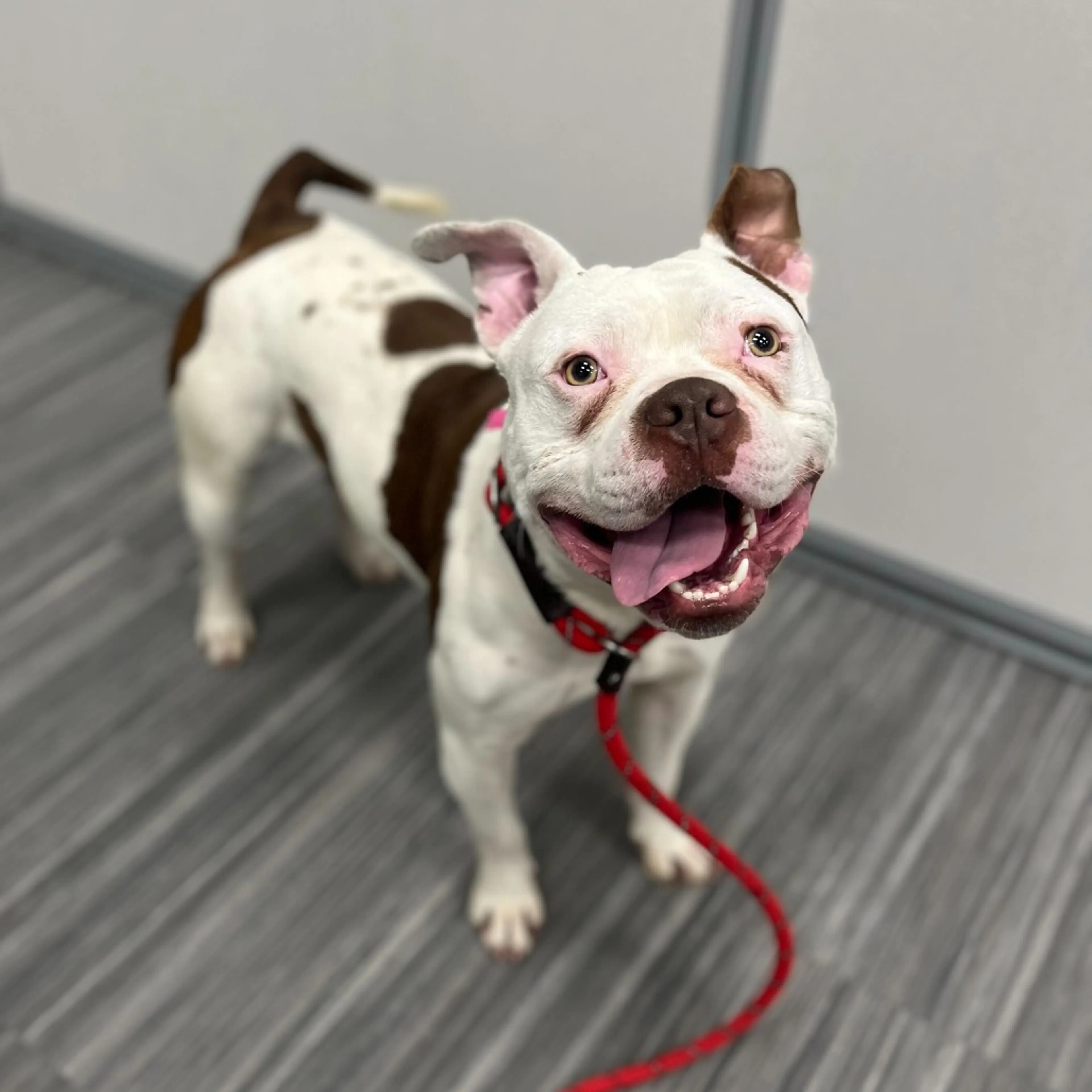 Found pet-1