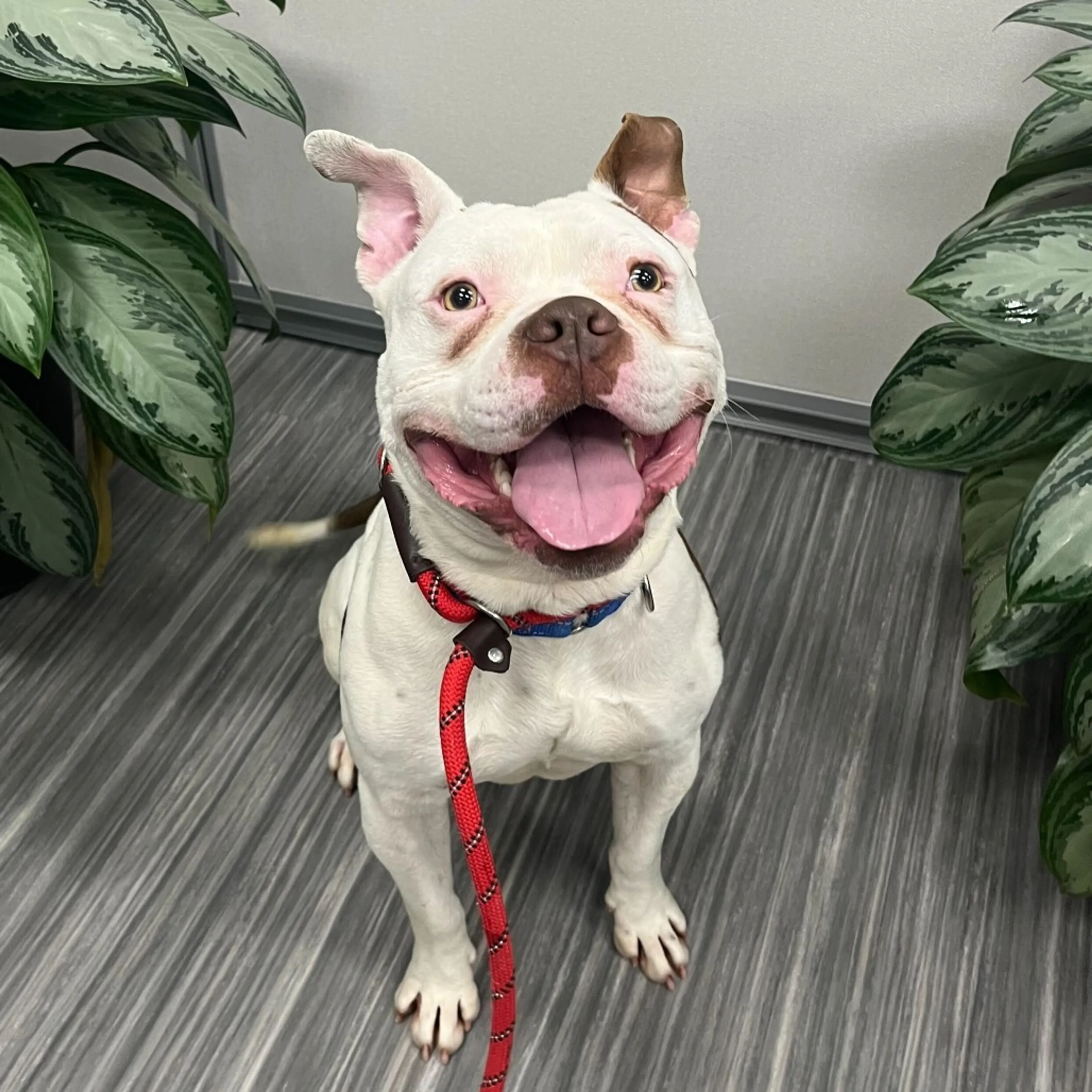 Found pet-3
