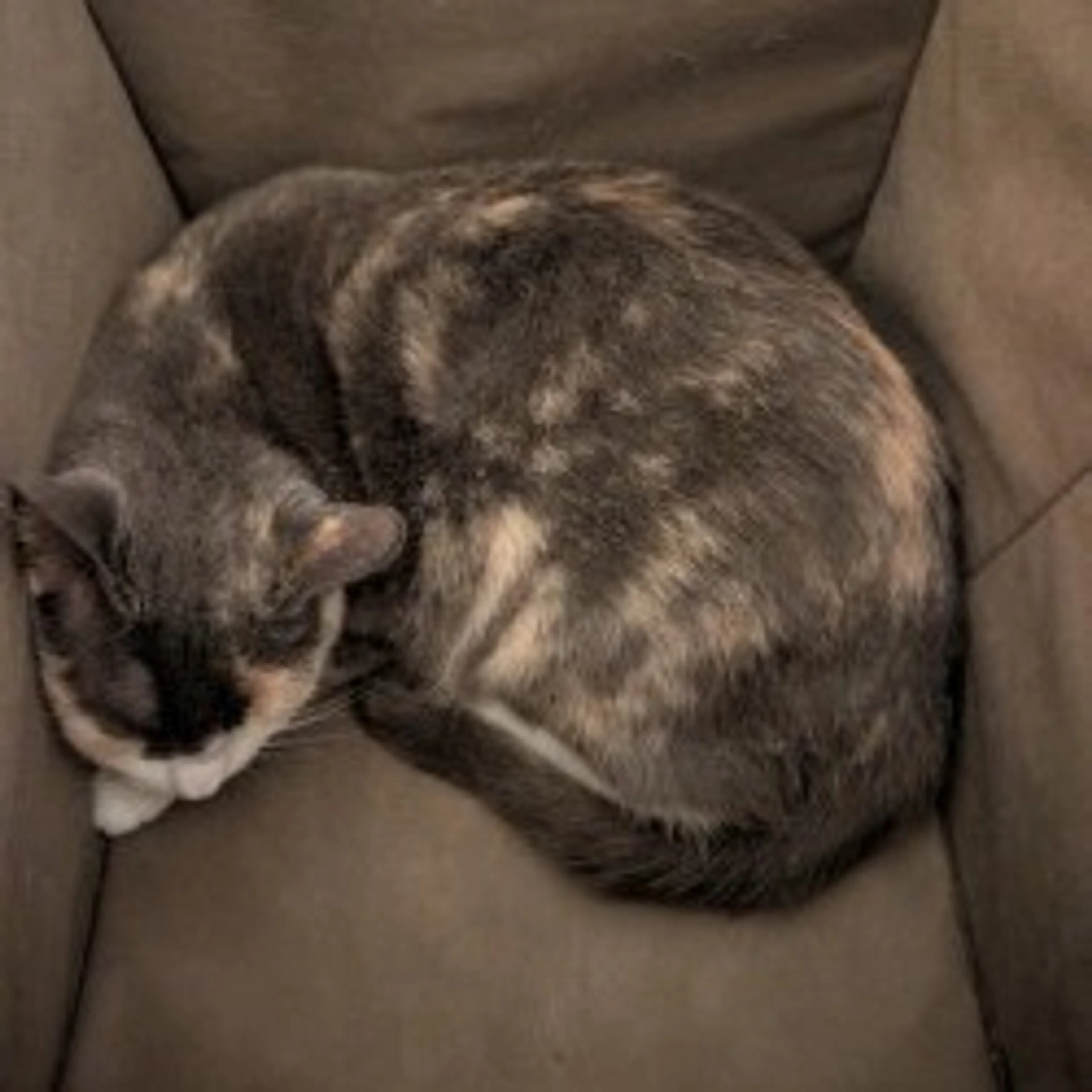 Found pet-7