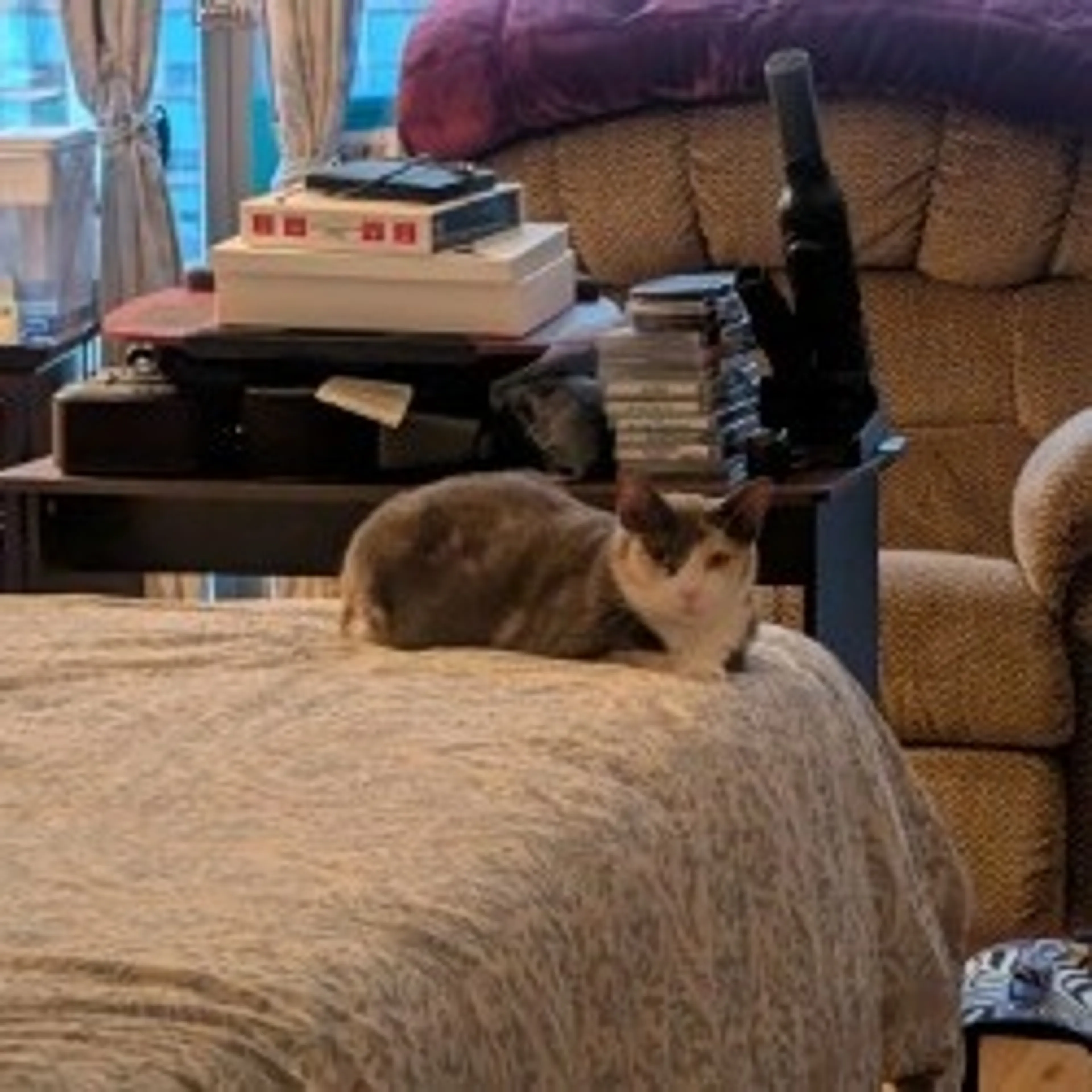 Found pet-8