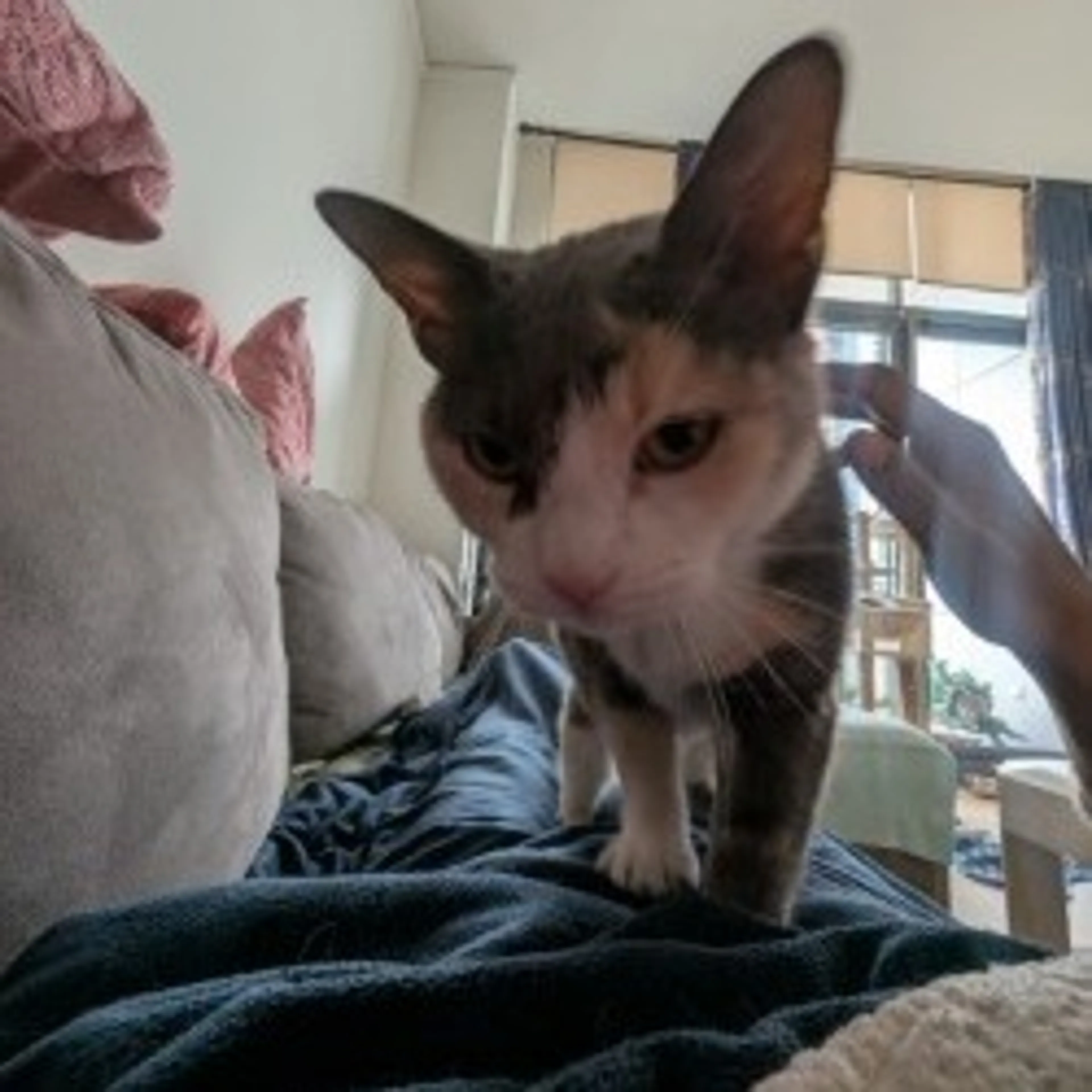 Found pet-10