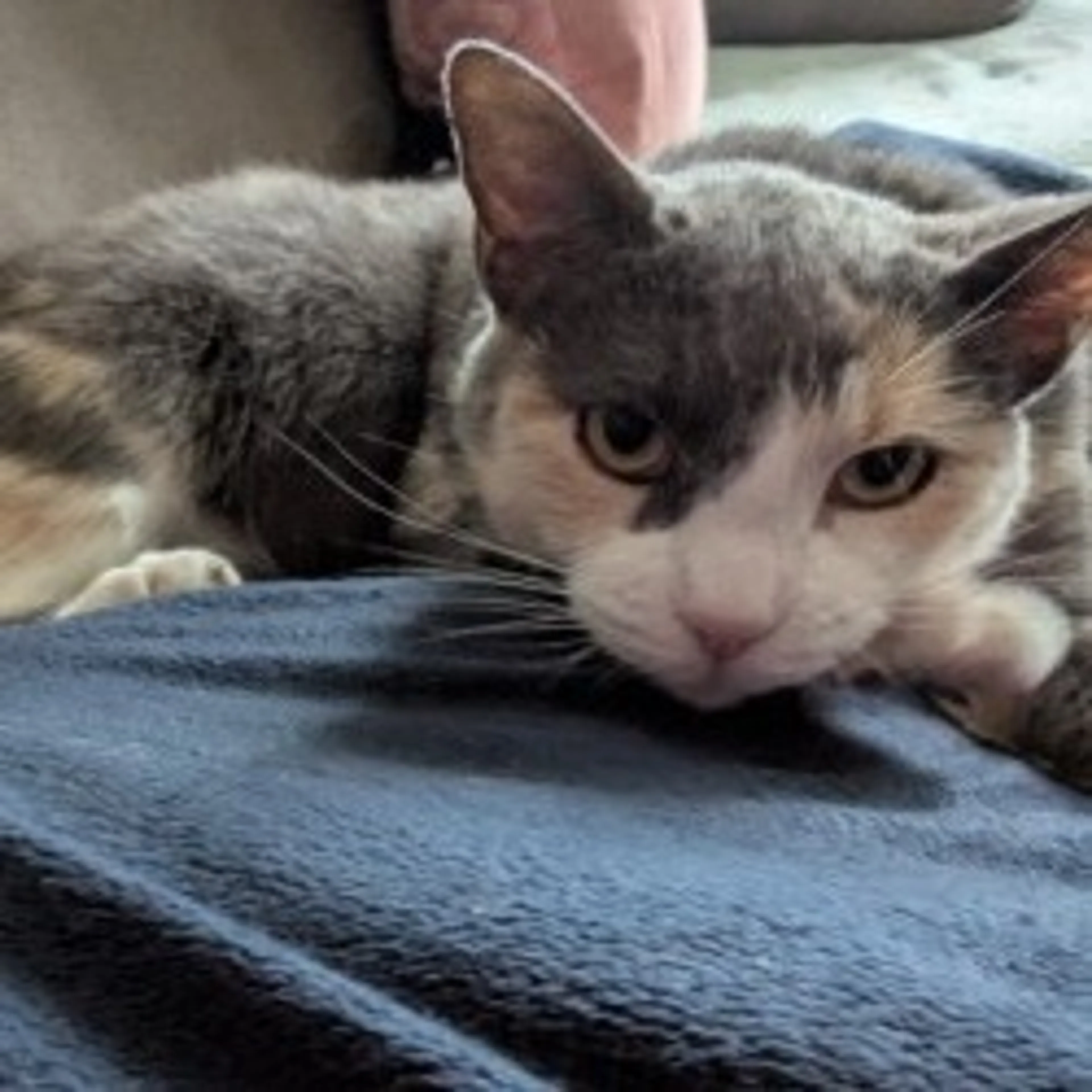 Found pet-0