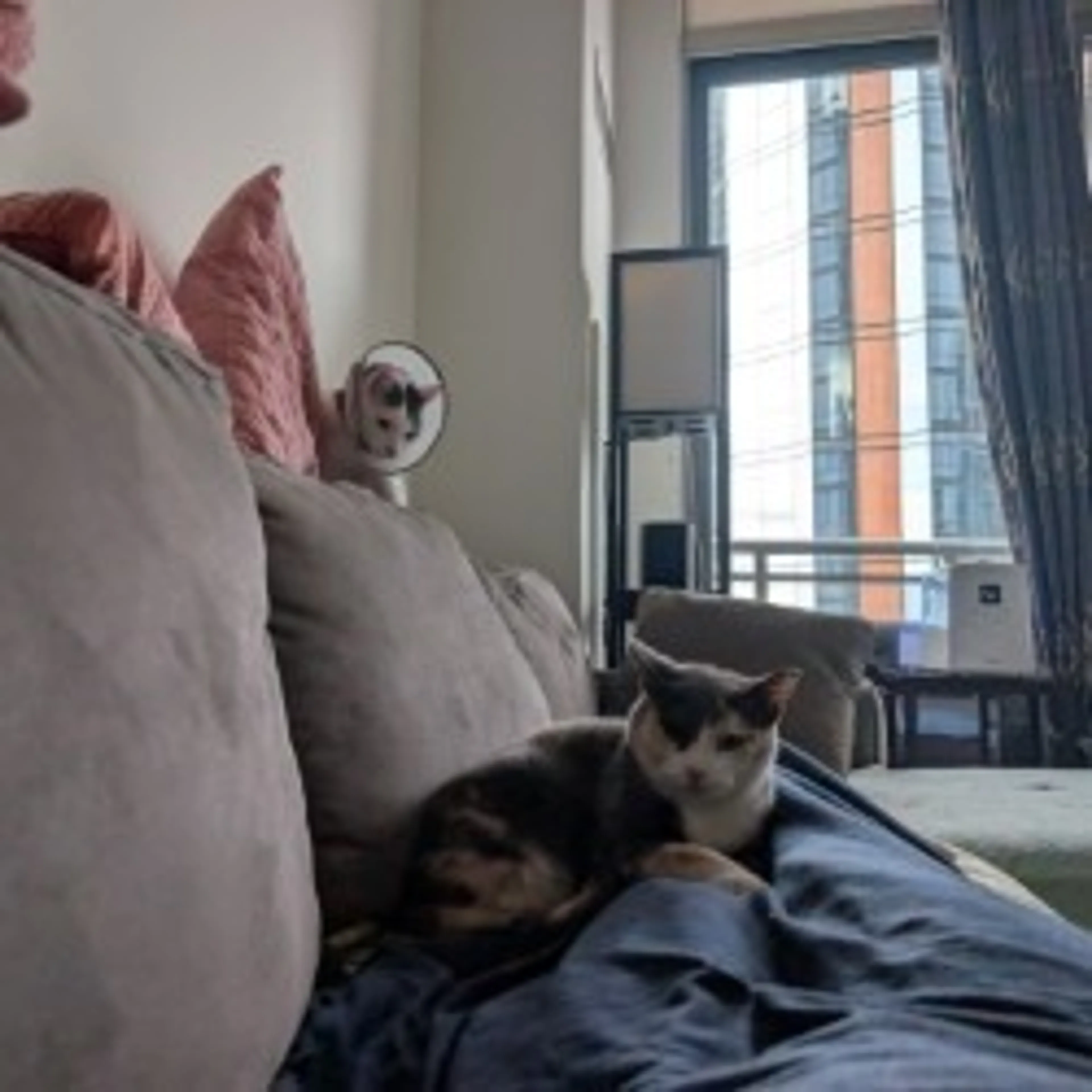 Found pet-11