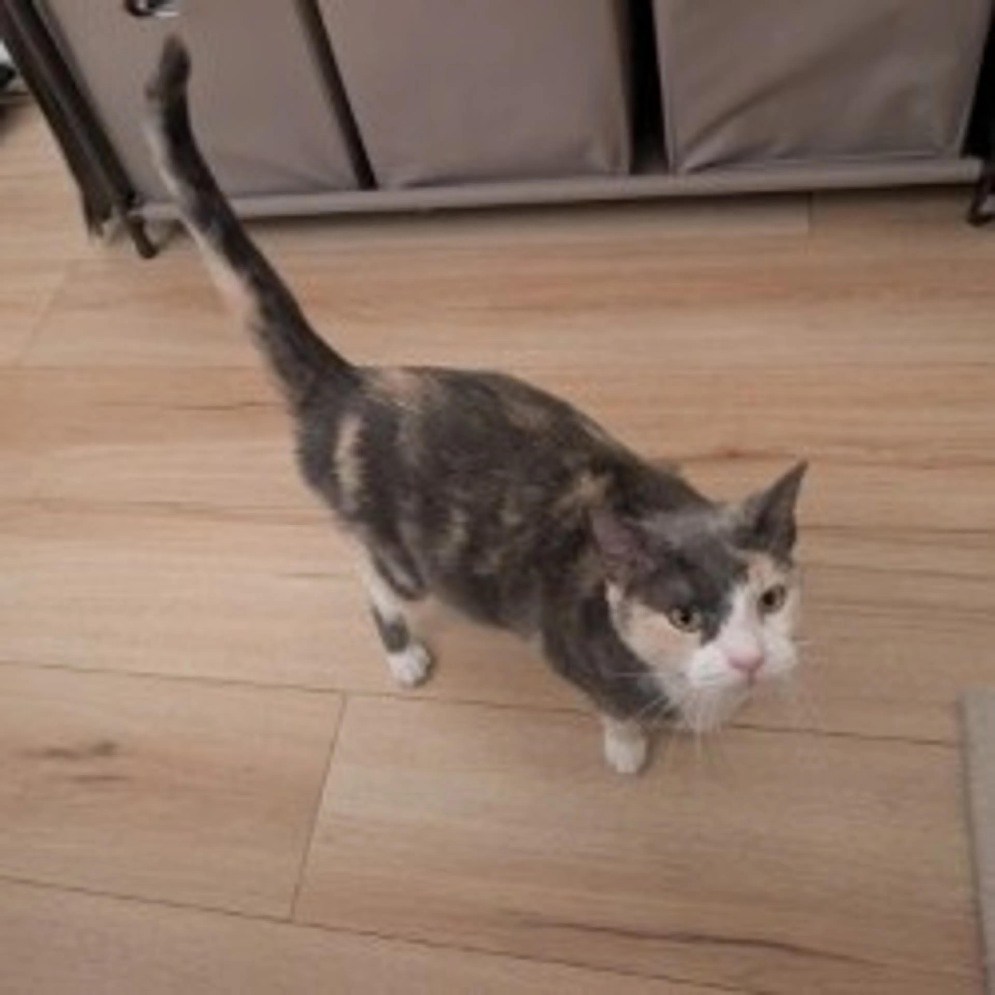 Found pet-6