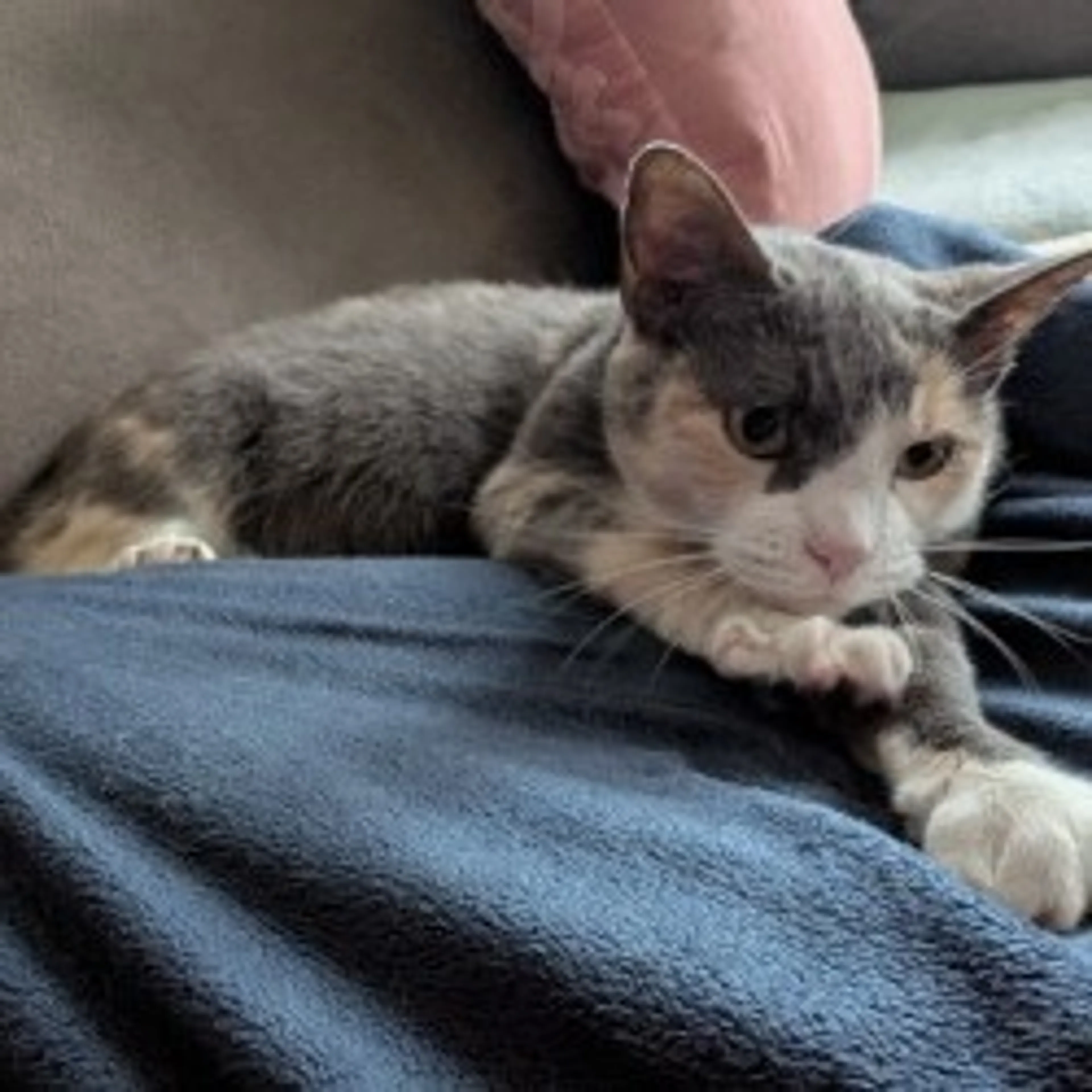 Found pet-9