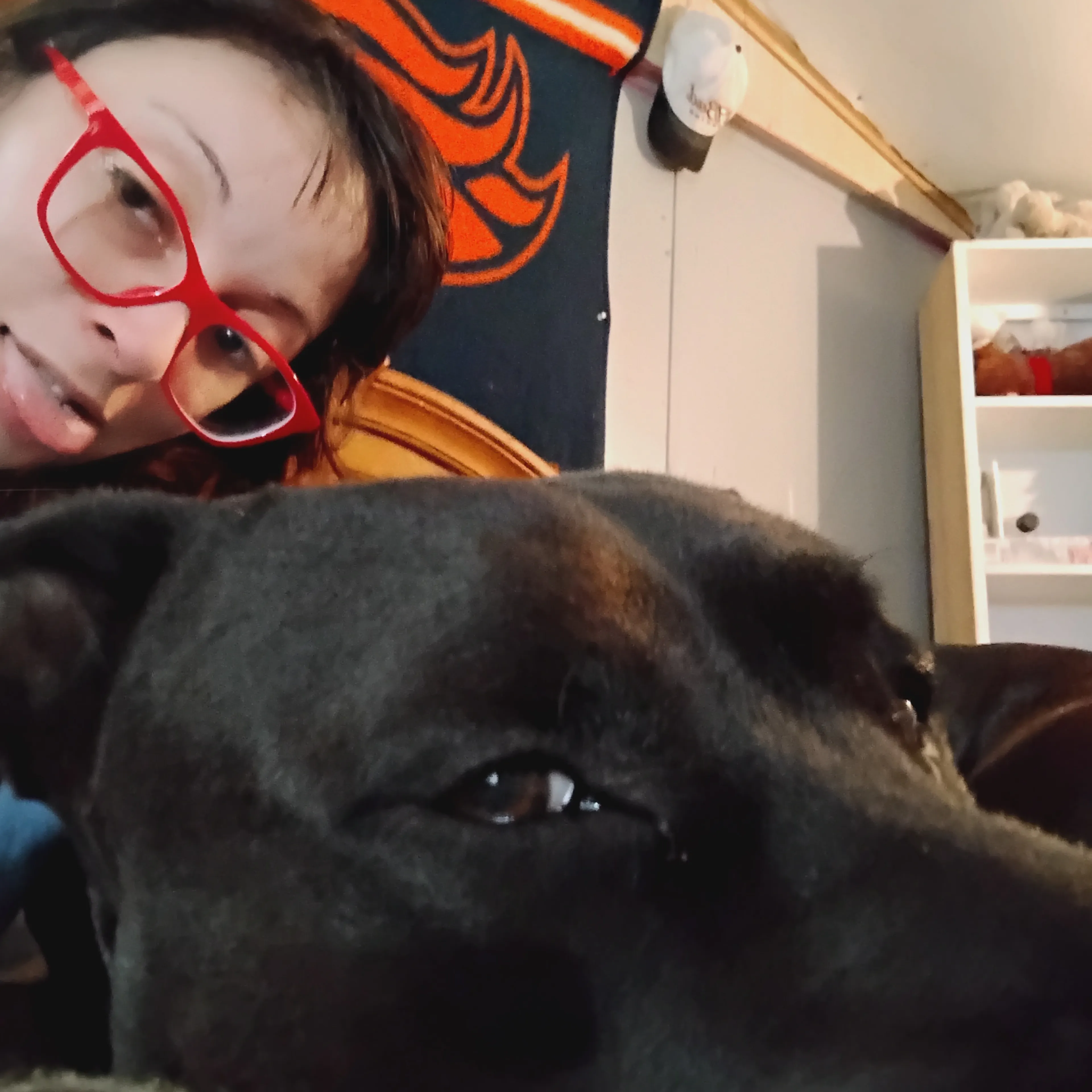 Lost pet-2