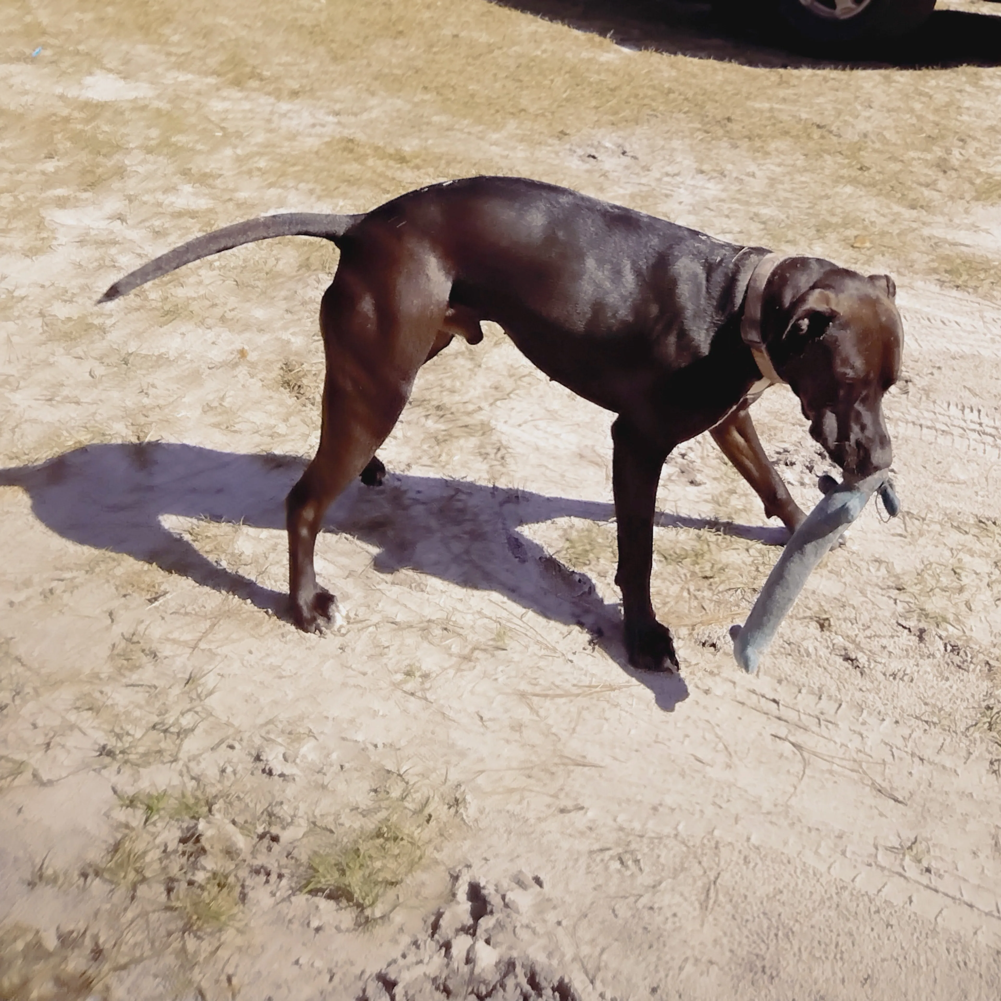 Lost pet-1