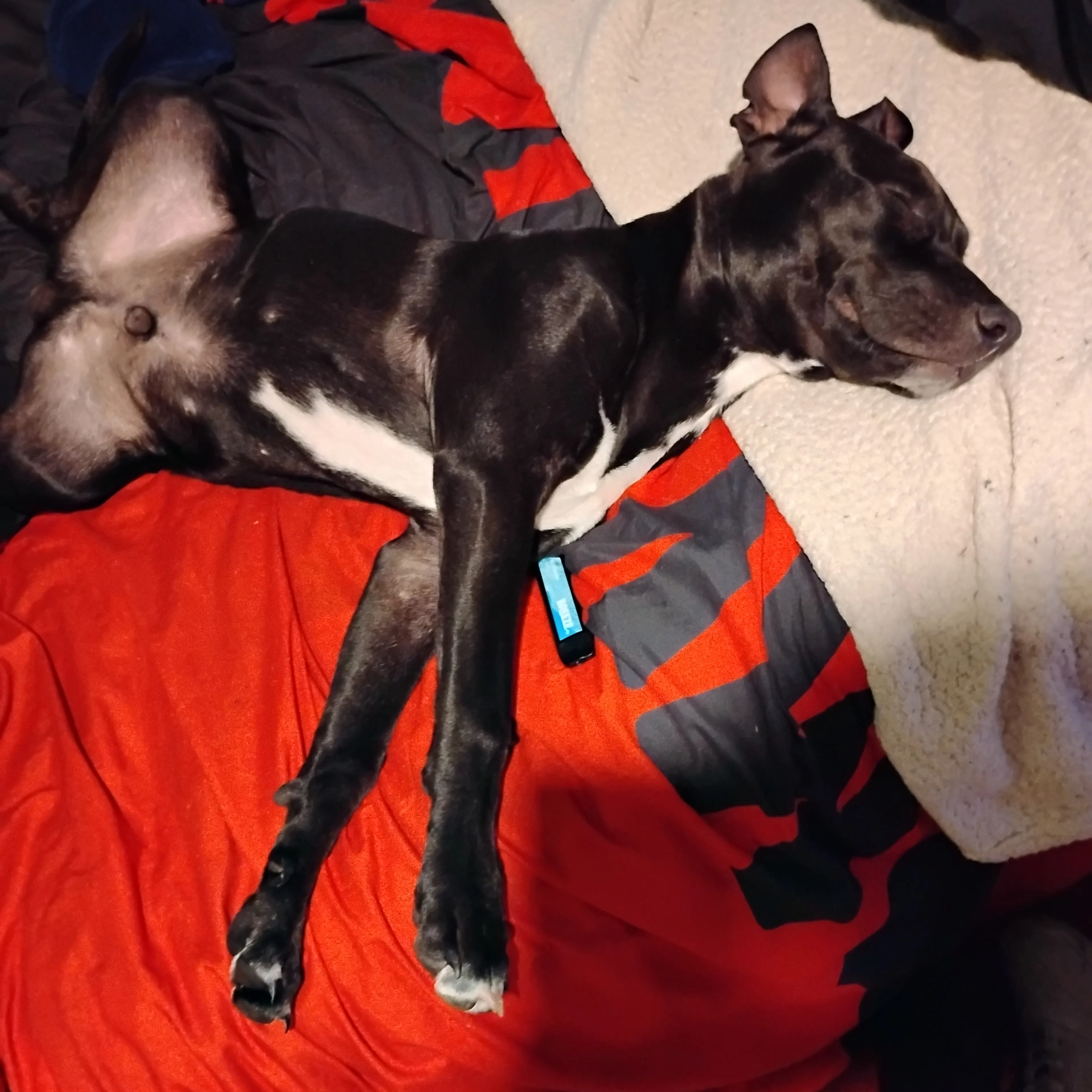 Lost pet-3