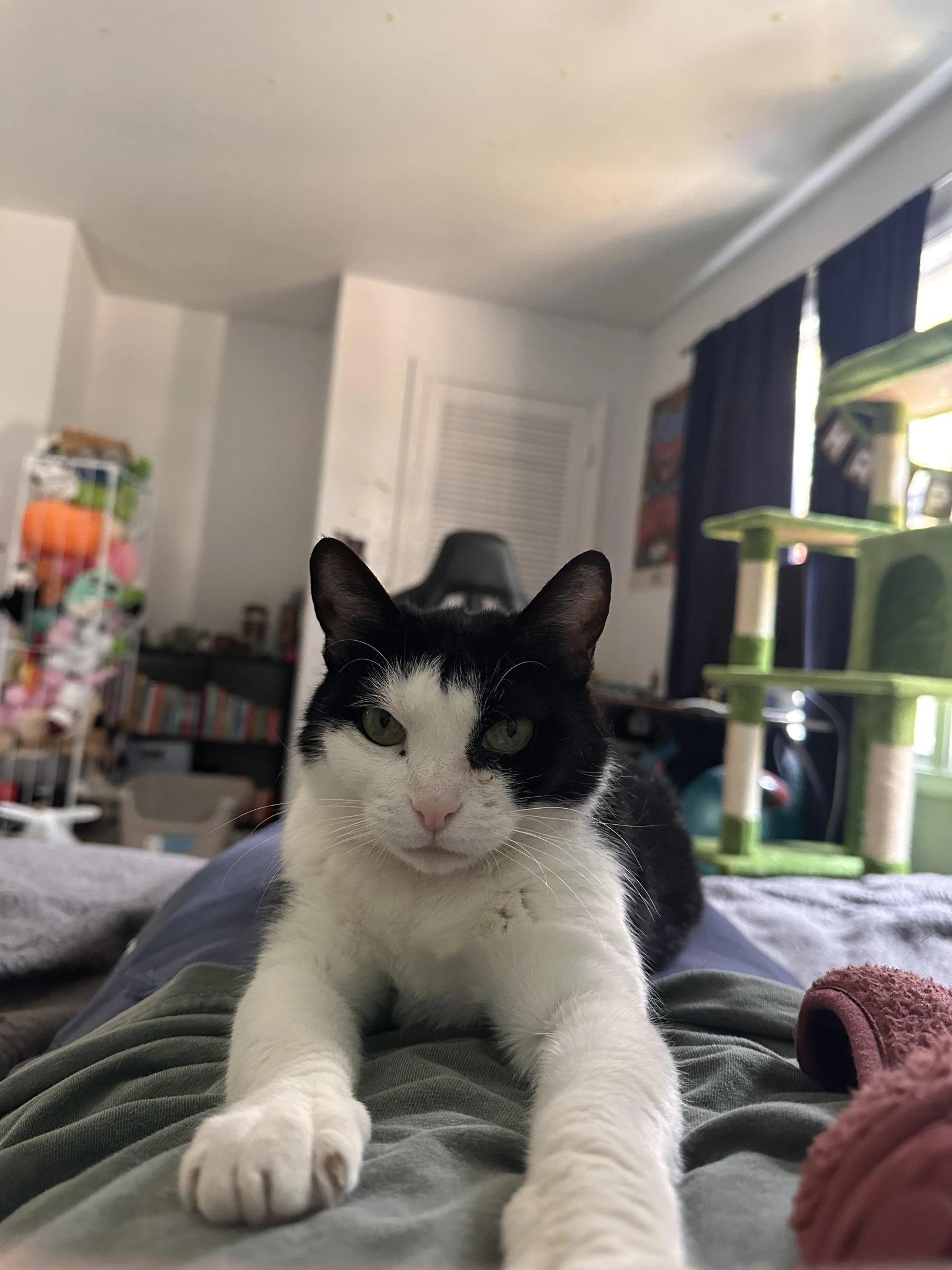 Found pet-1