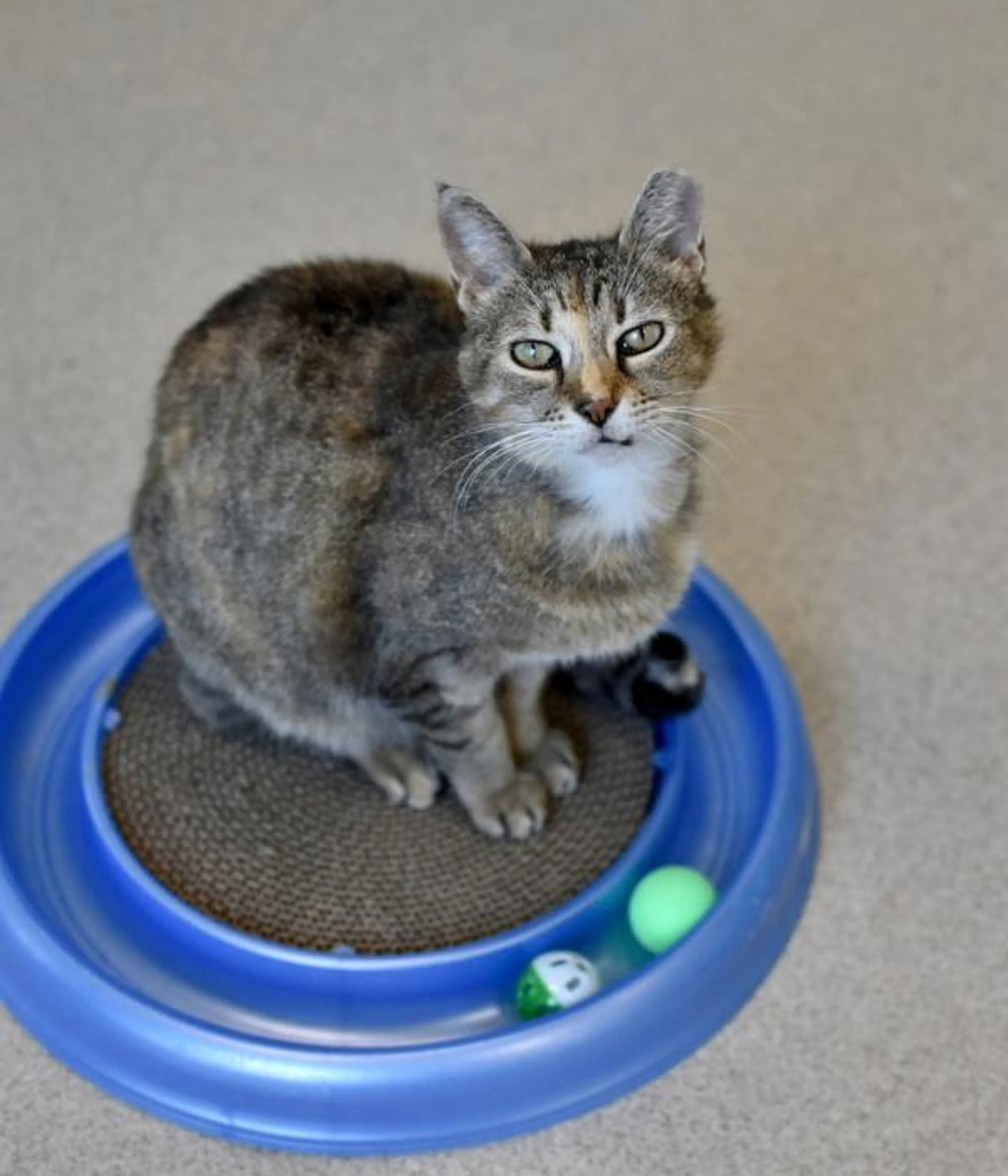 Found pet-1