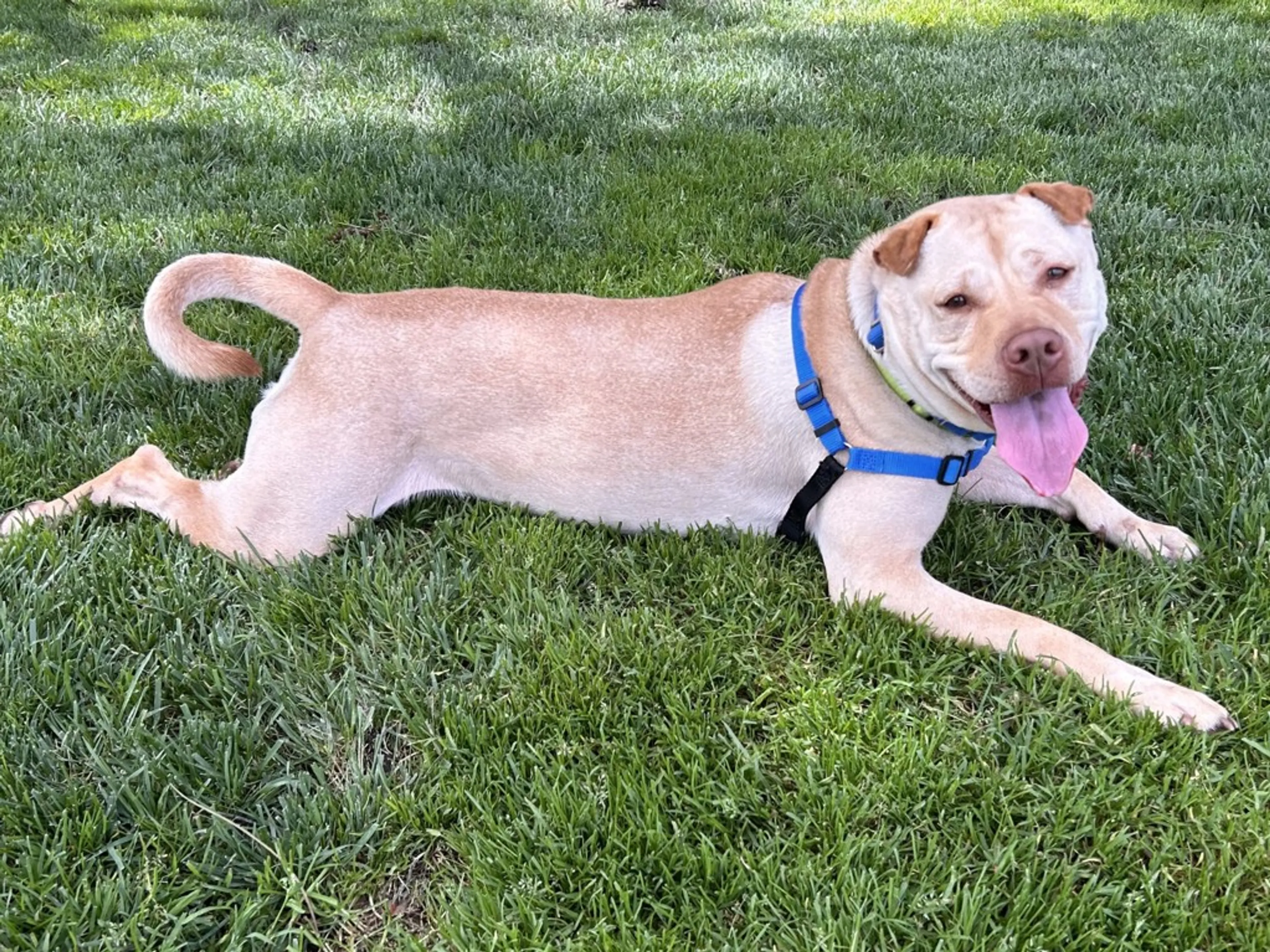 Found pet-3