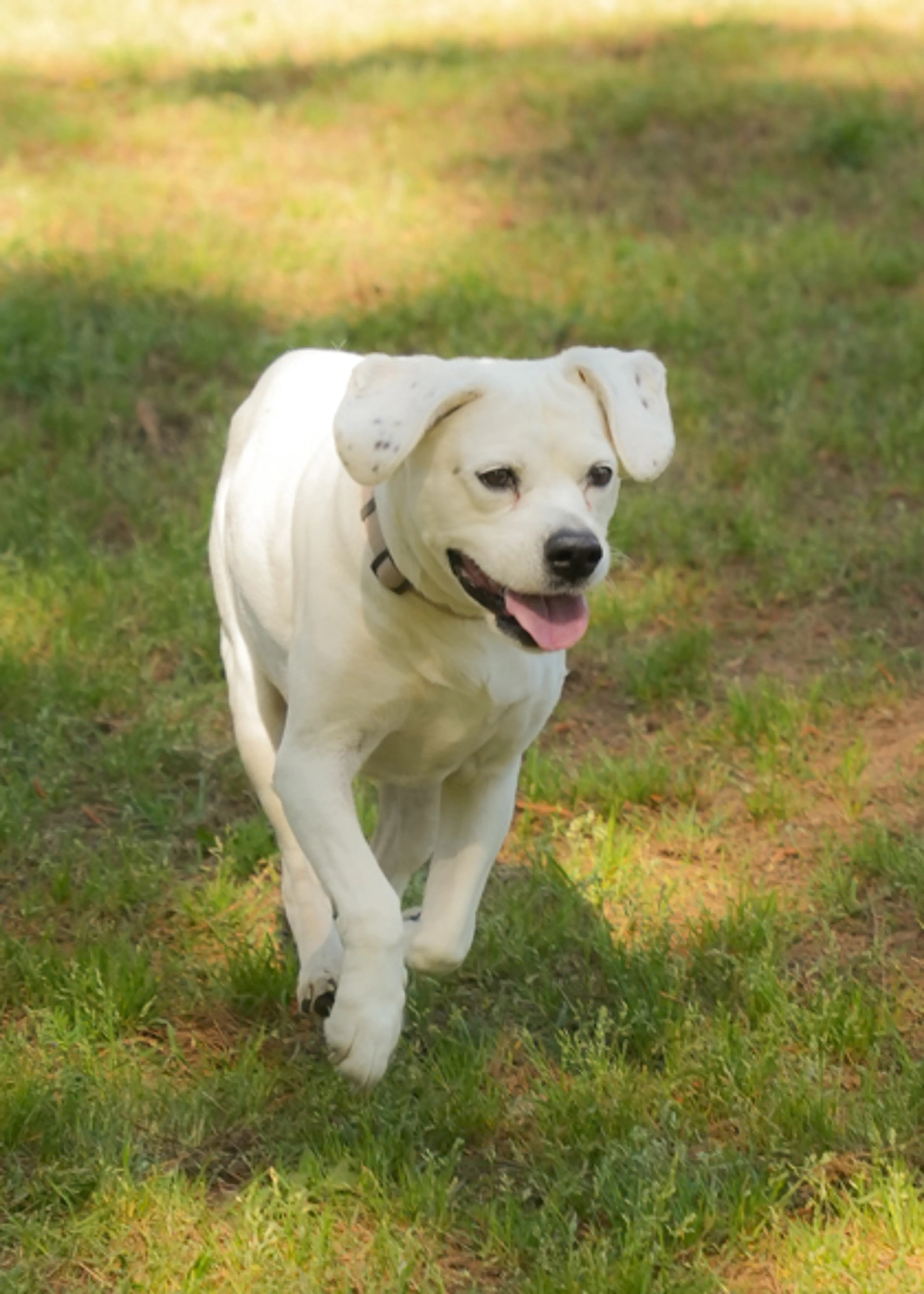 Found pet-2