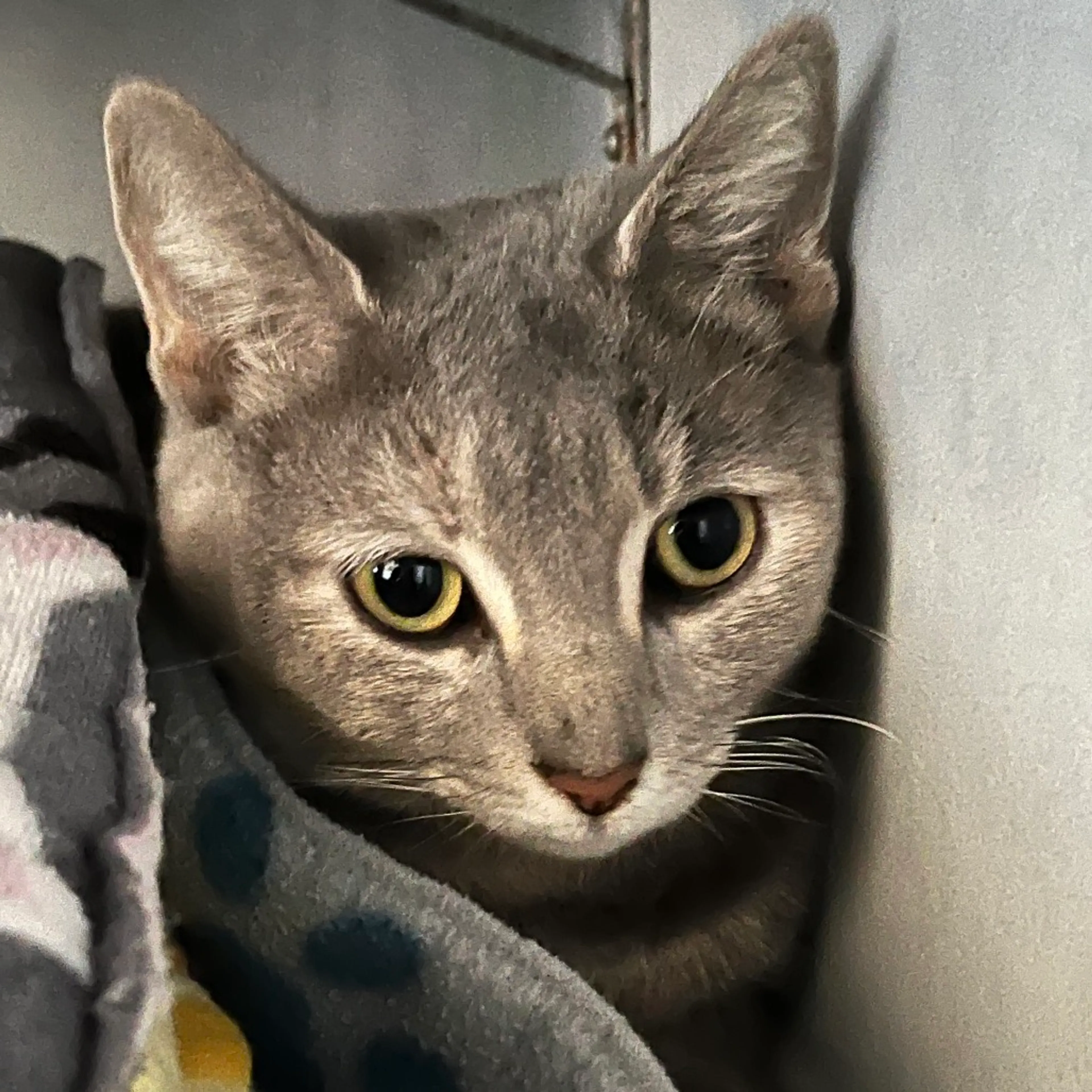 Found pet-1