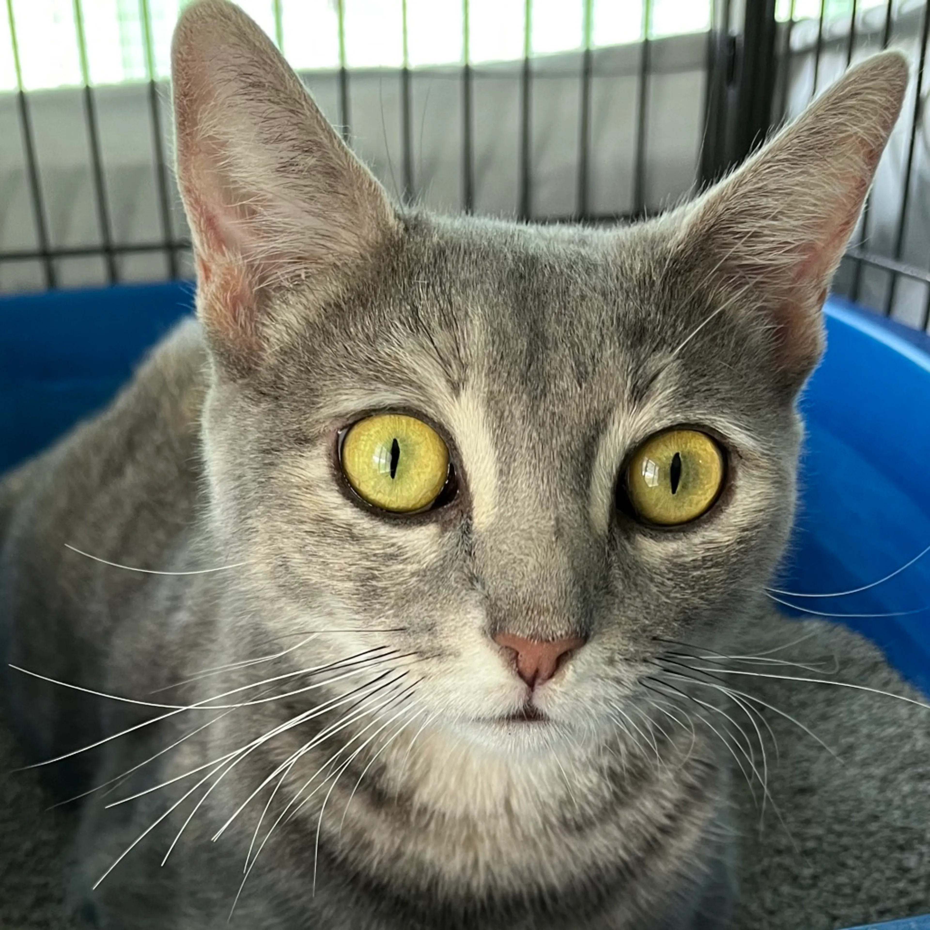 Found pet-2