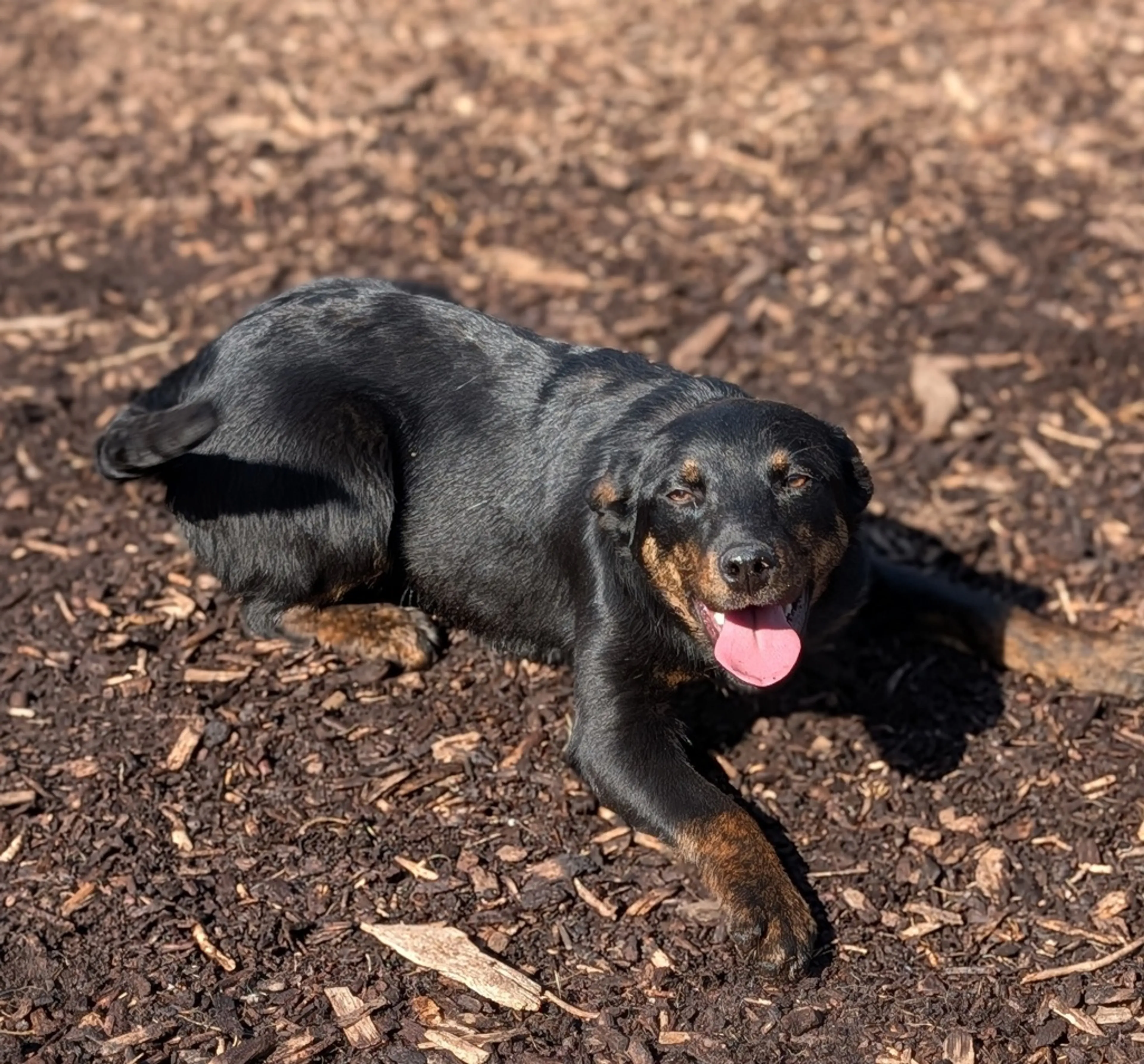 Found pet-3