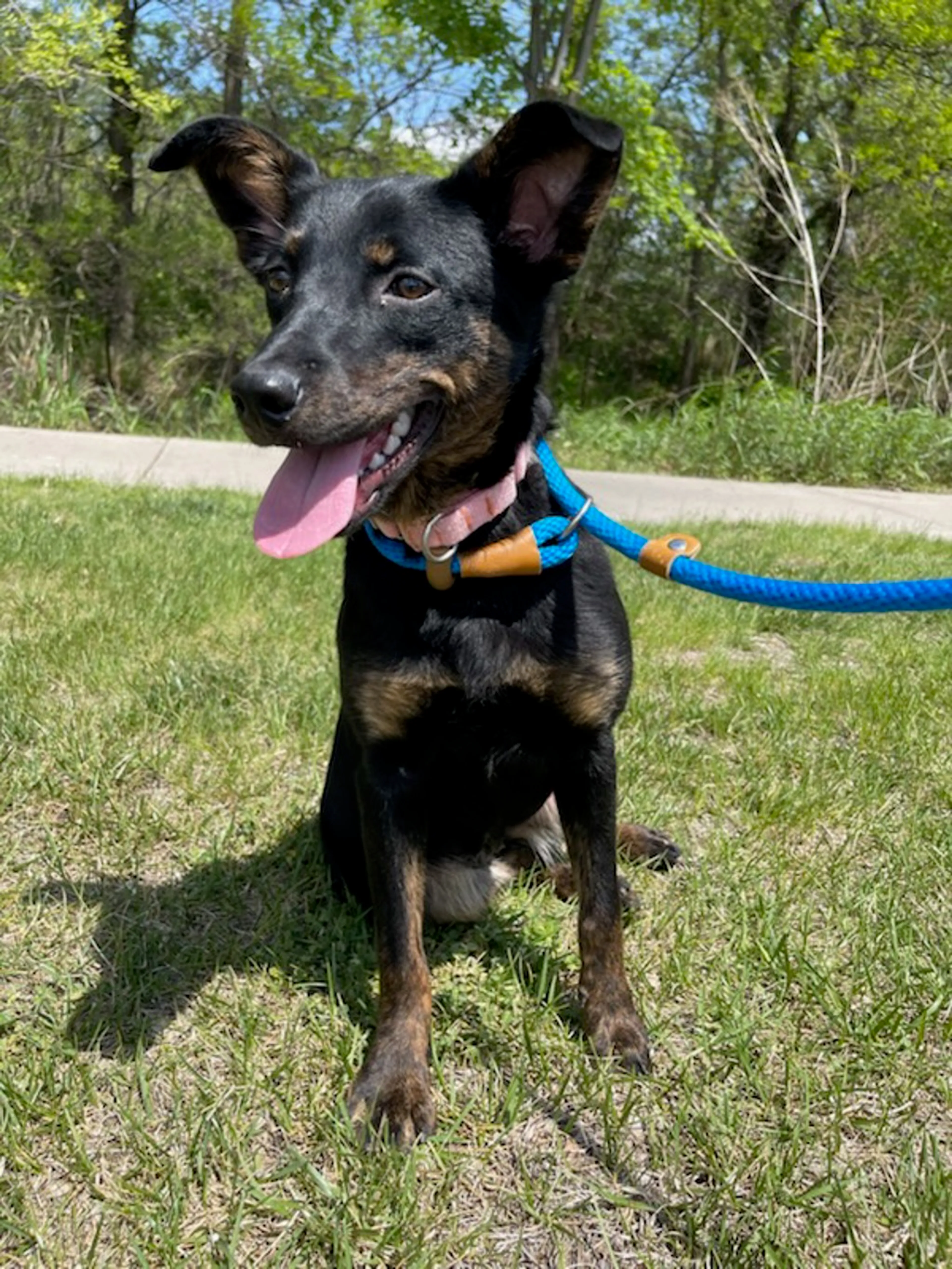 Found pet-2