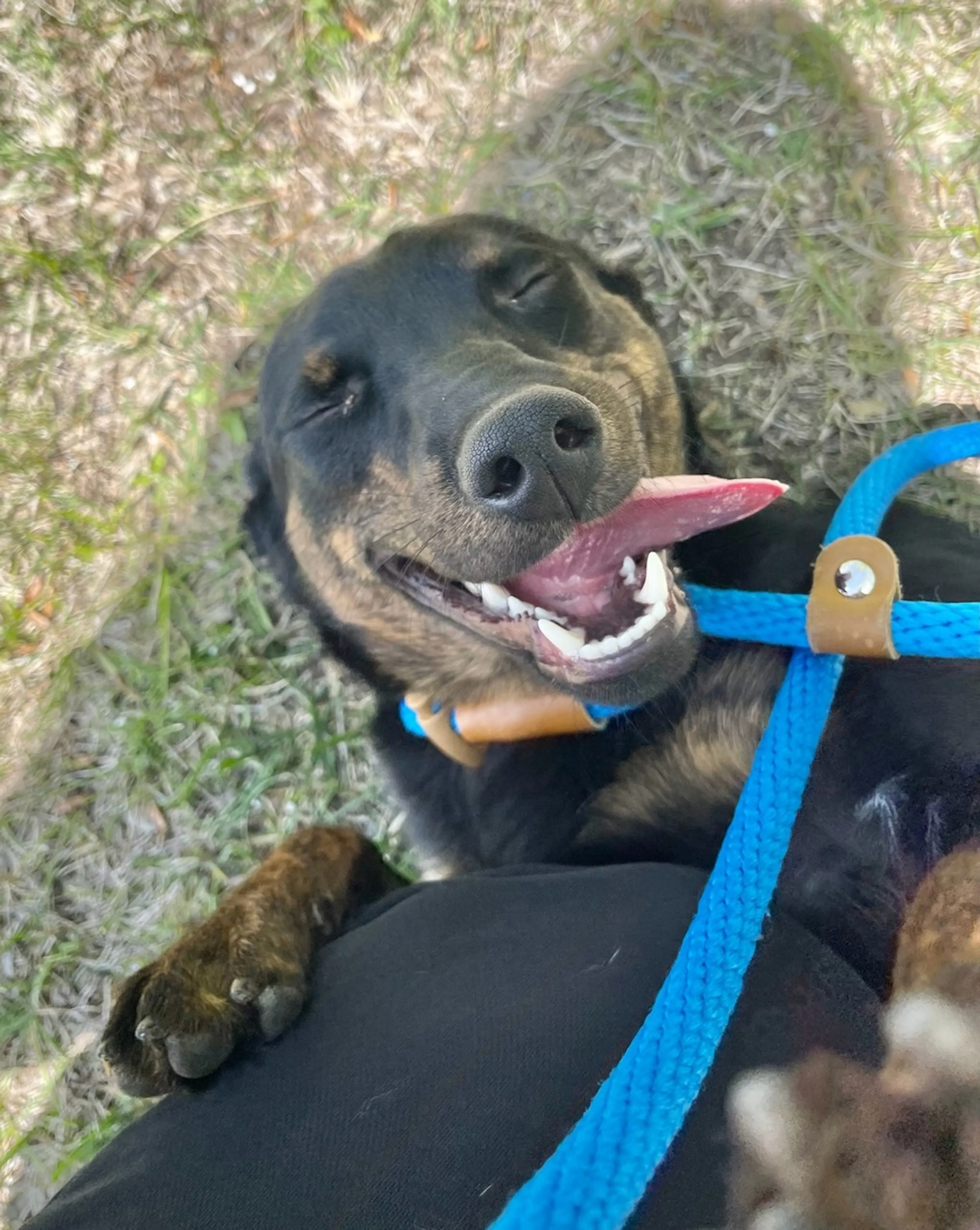 Found pet-1