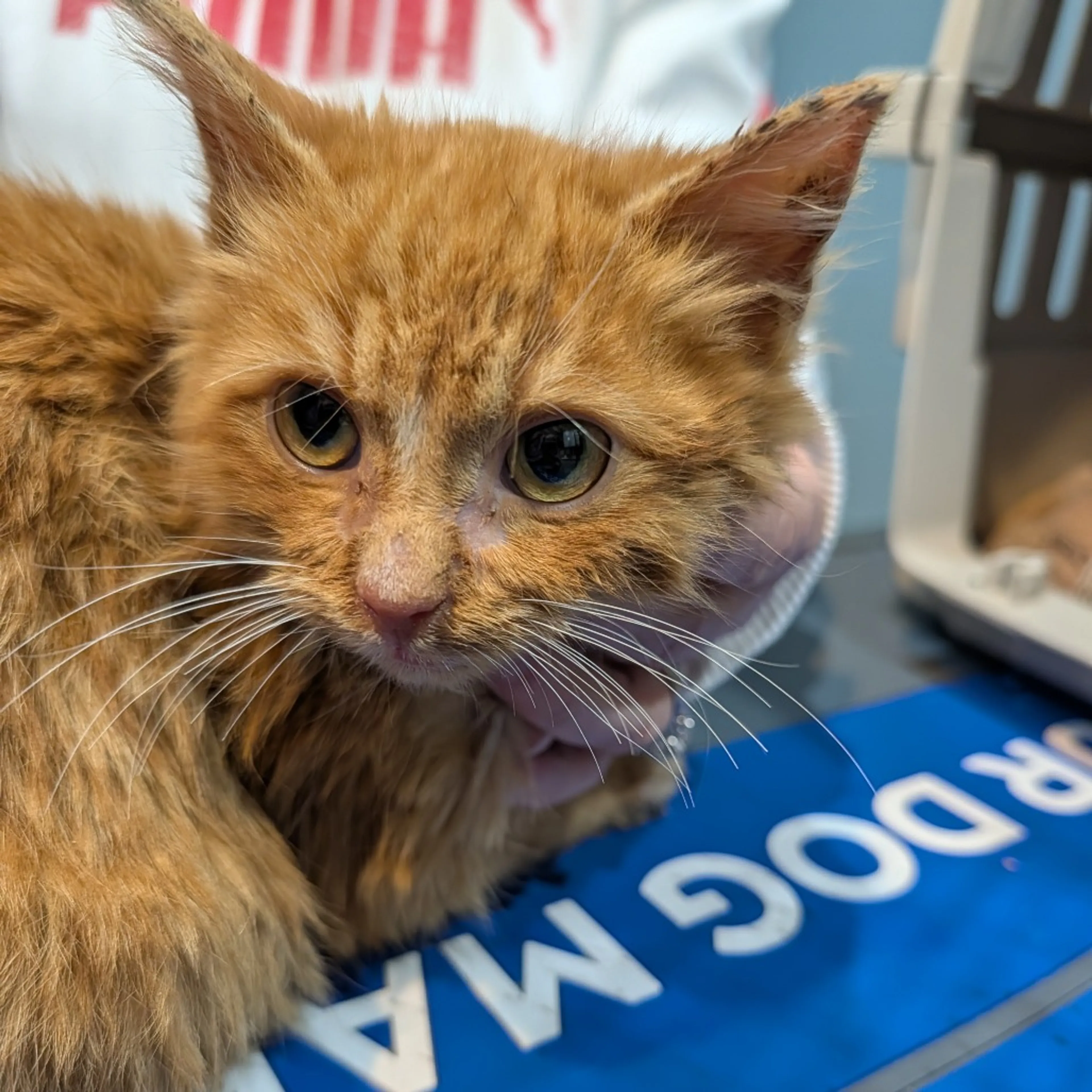 Found pet-1