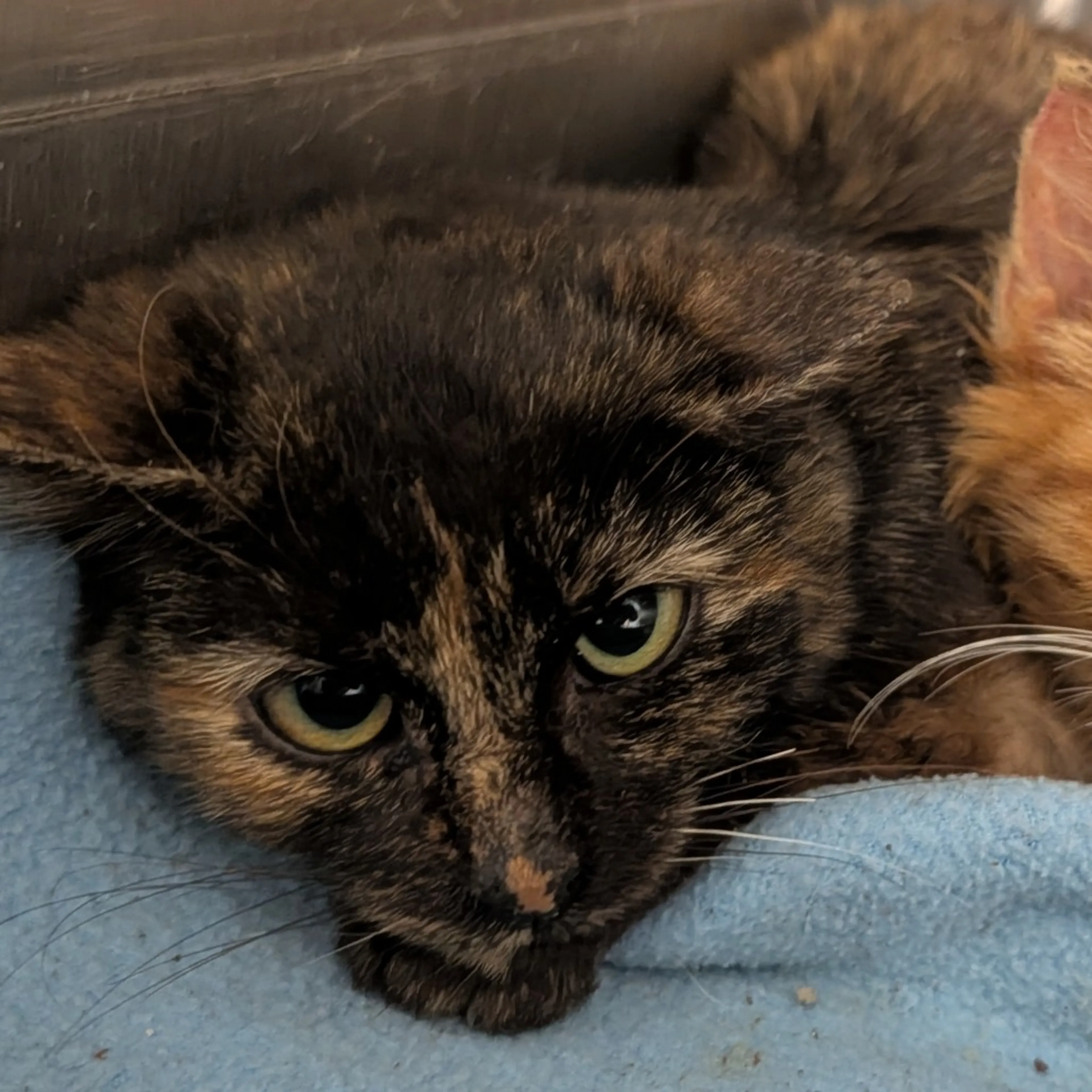 Found pet-0
