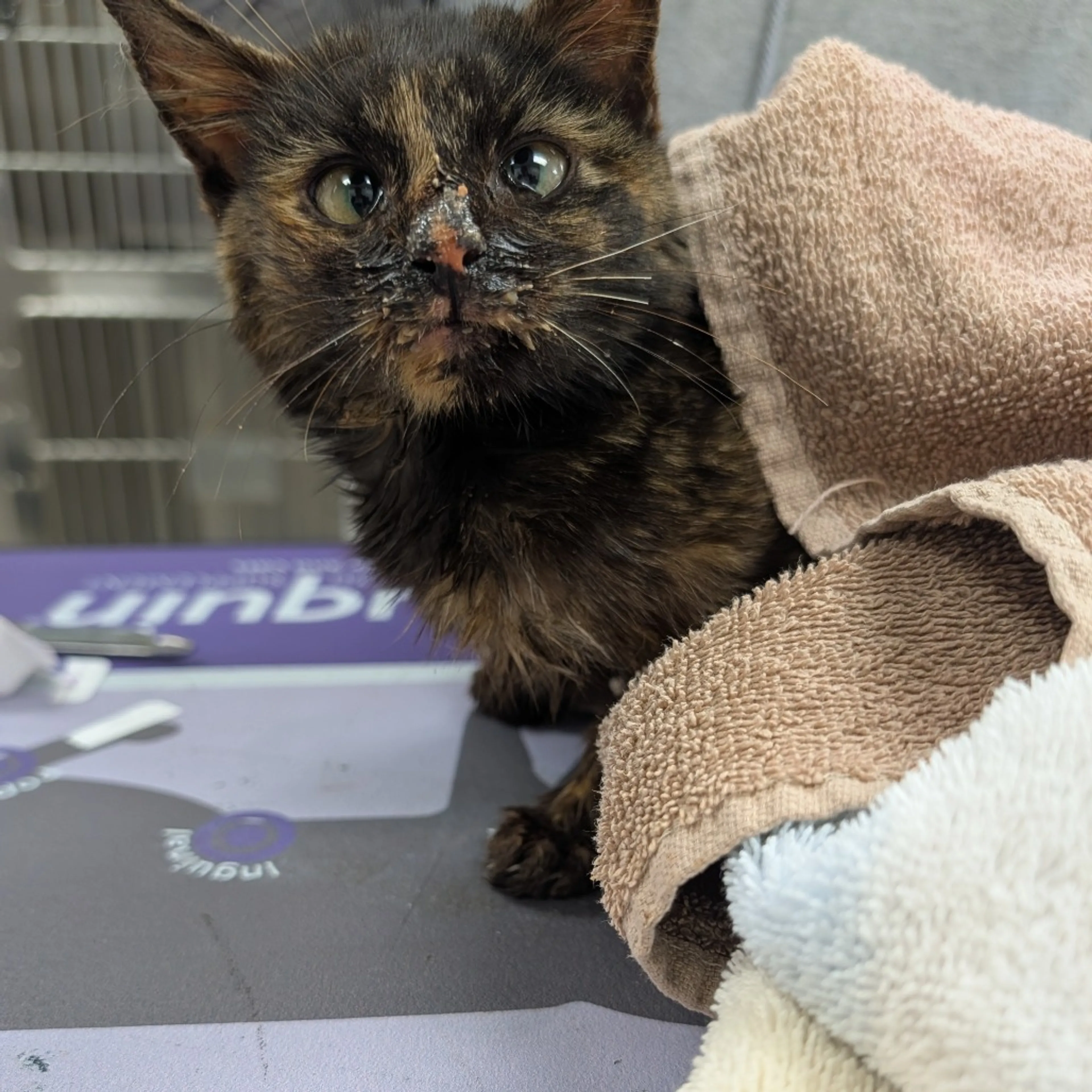 Found pet-1