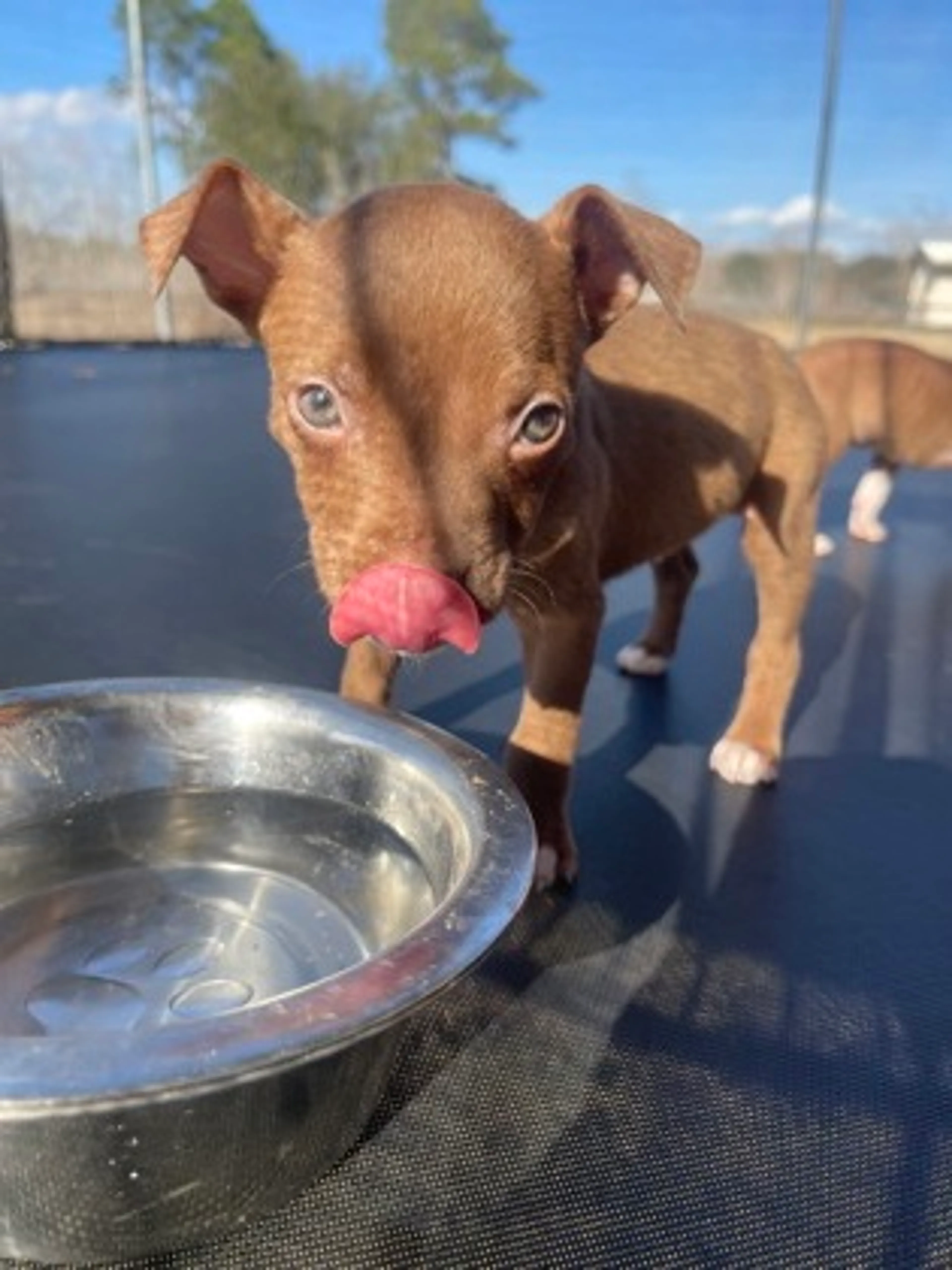 Found pet-1