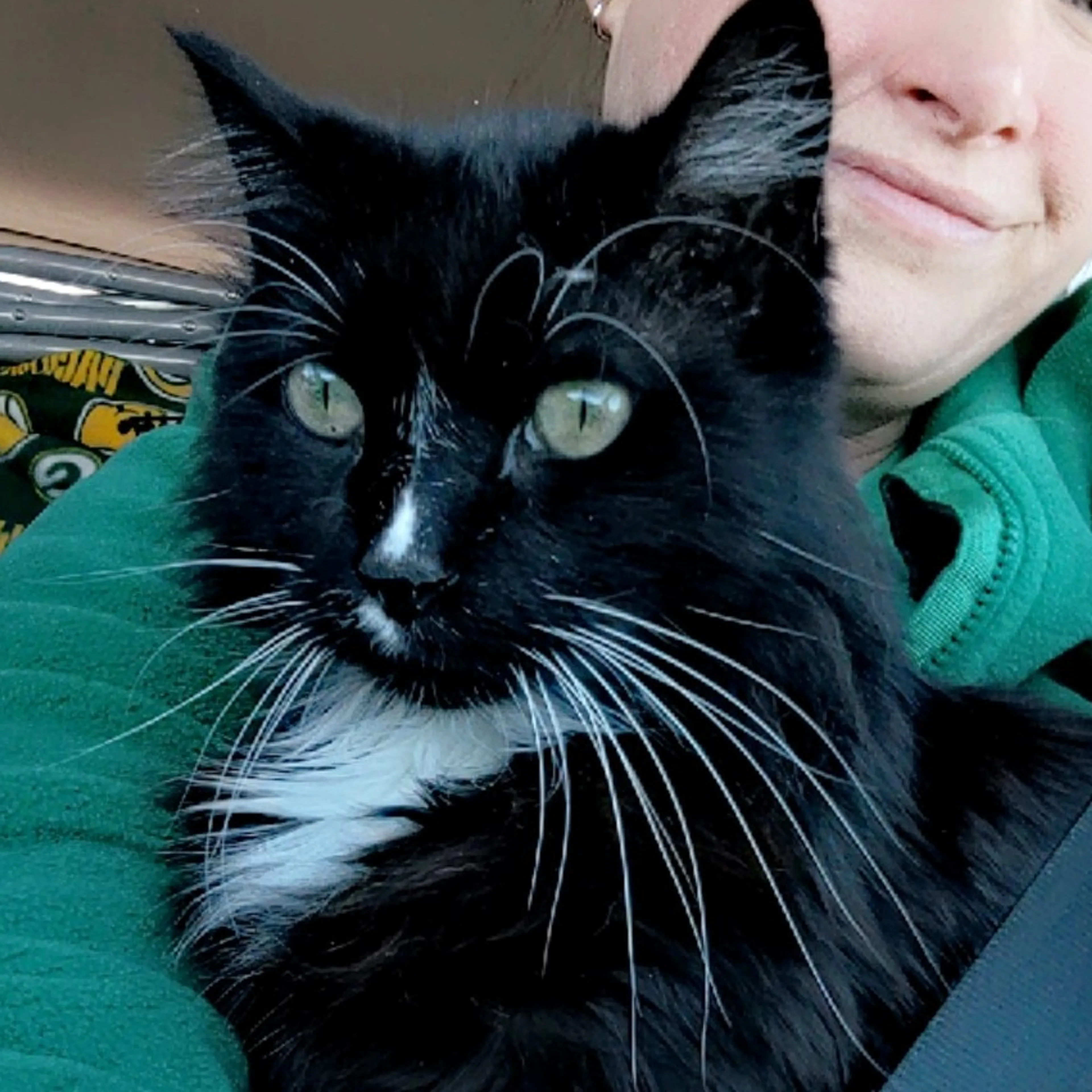 Lost pet-2