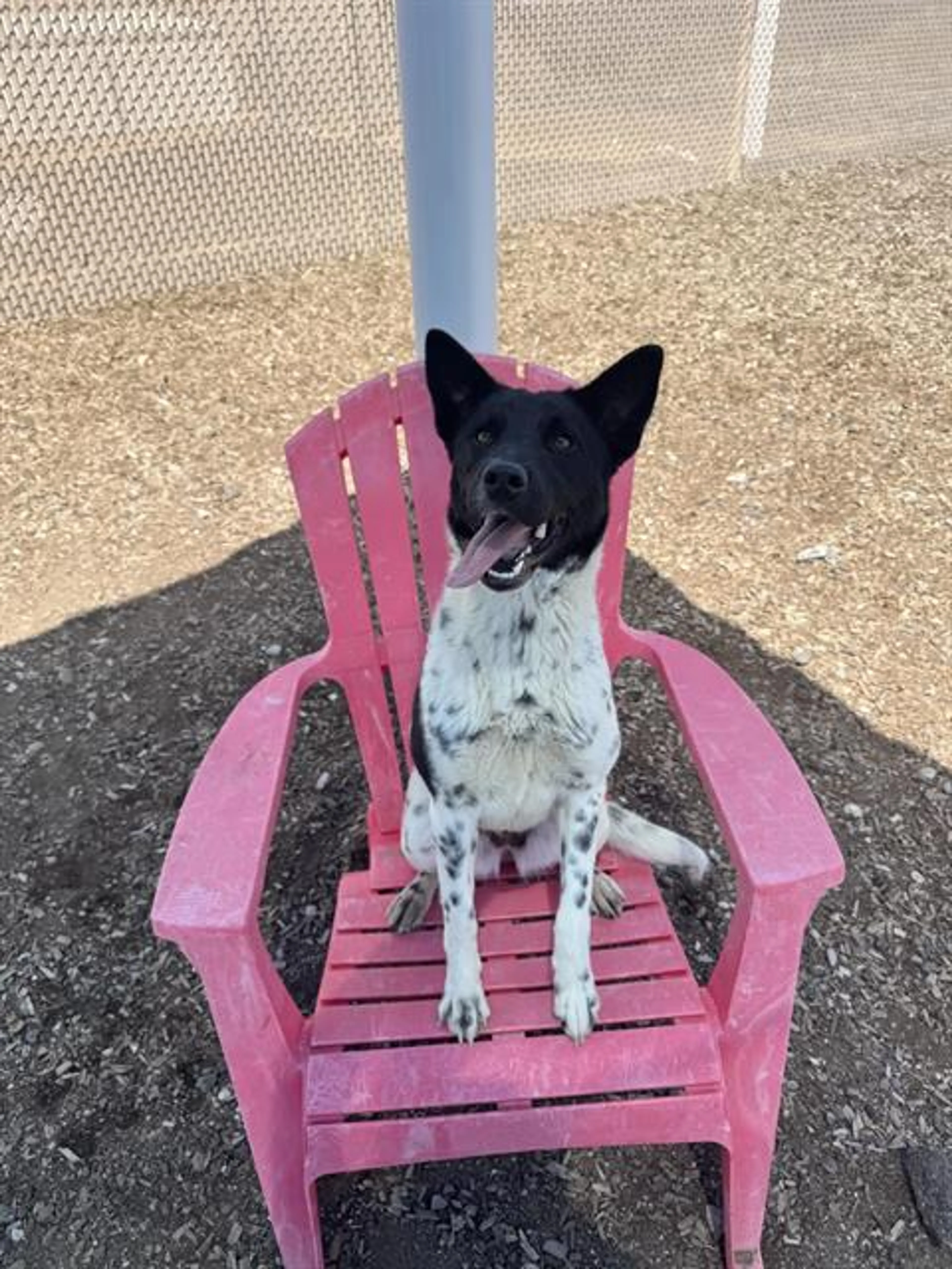 Found pet