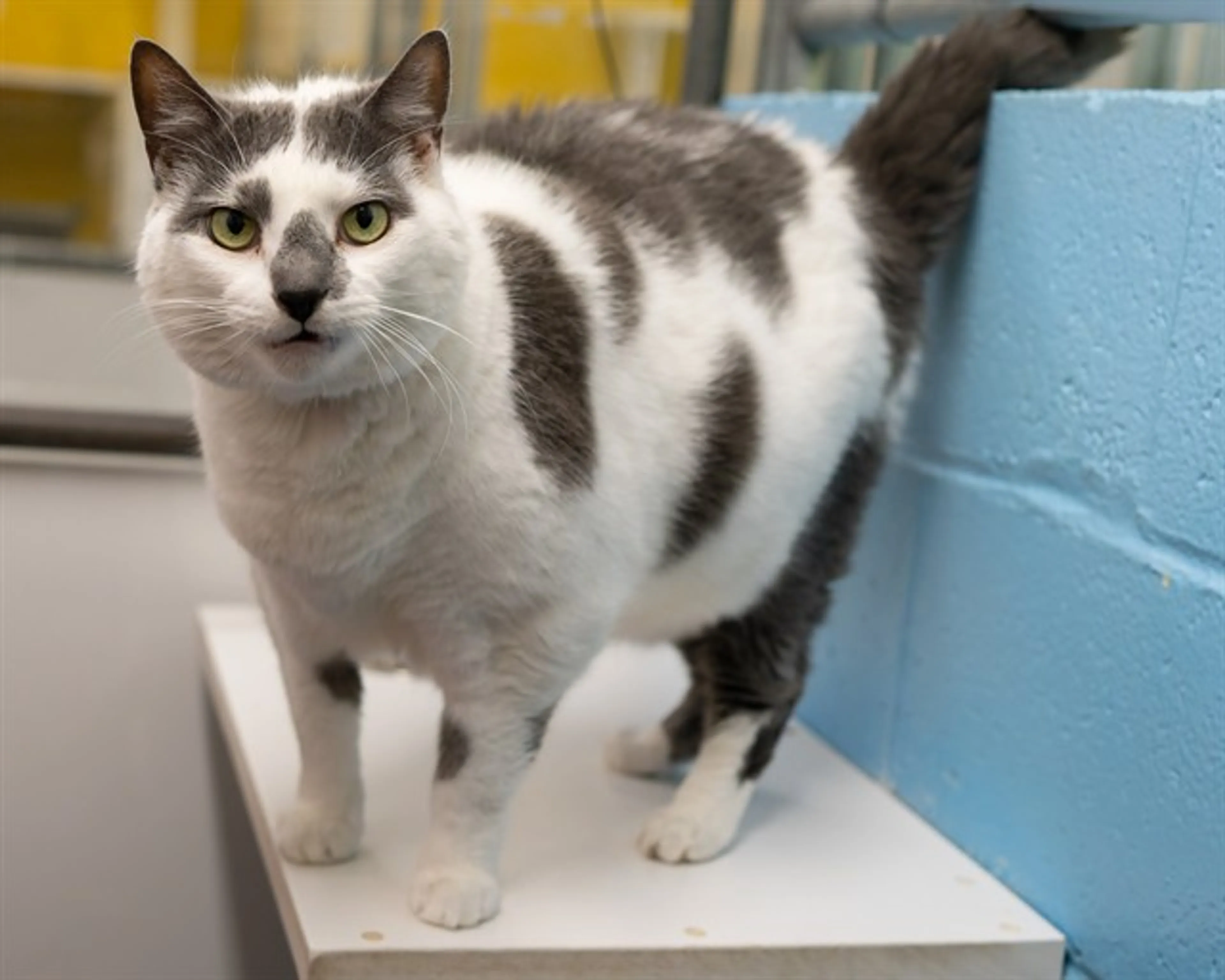 Found pet