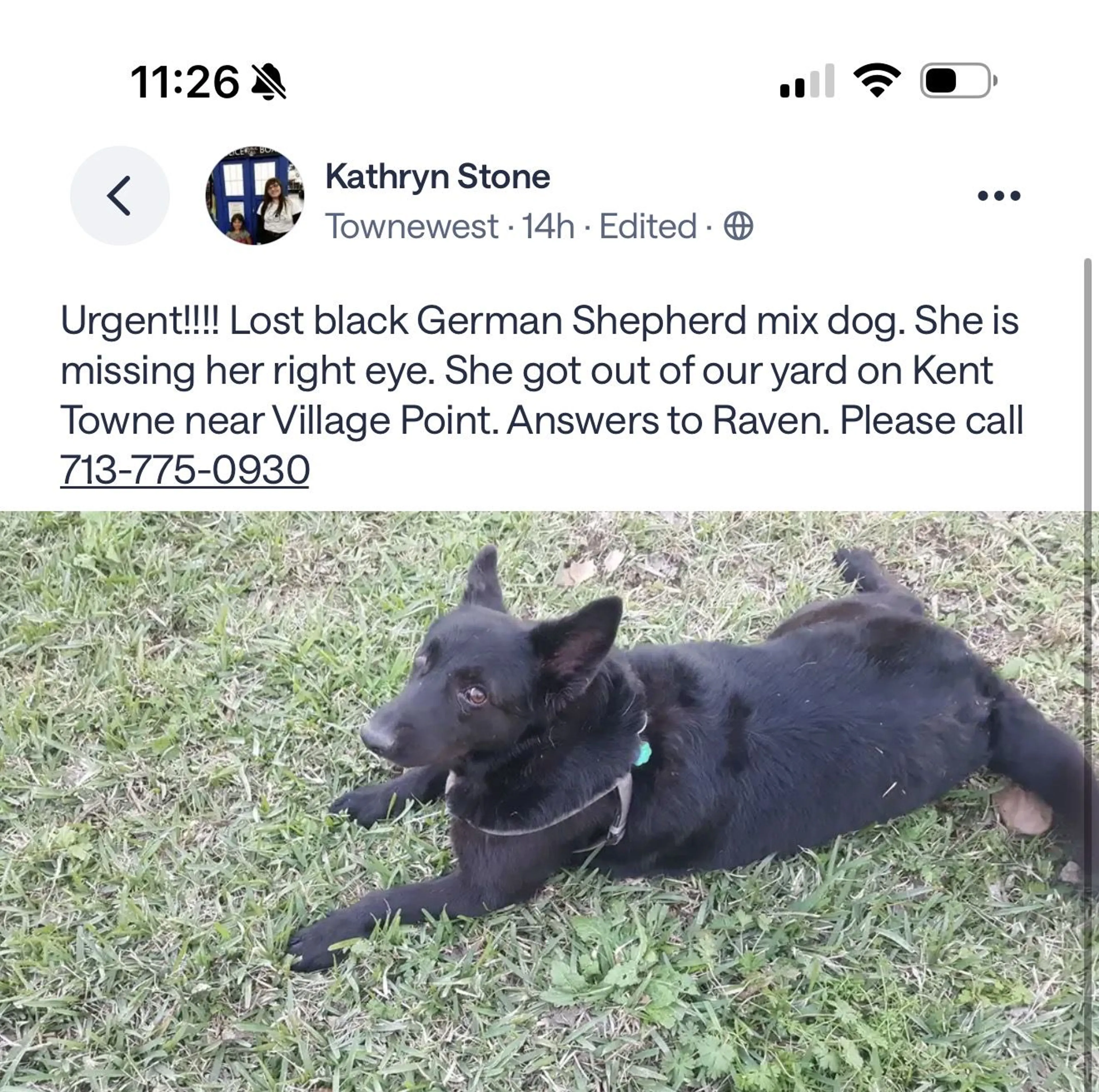 Lost pet