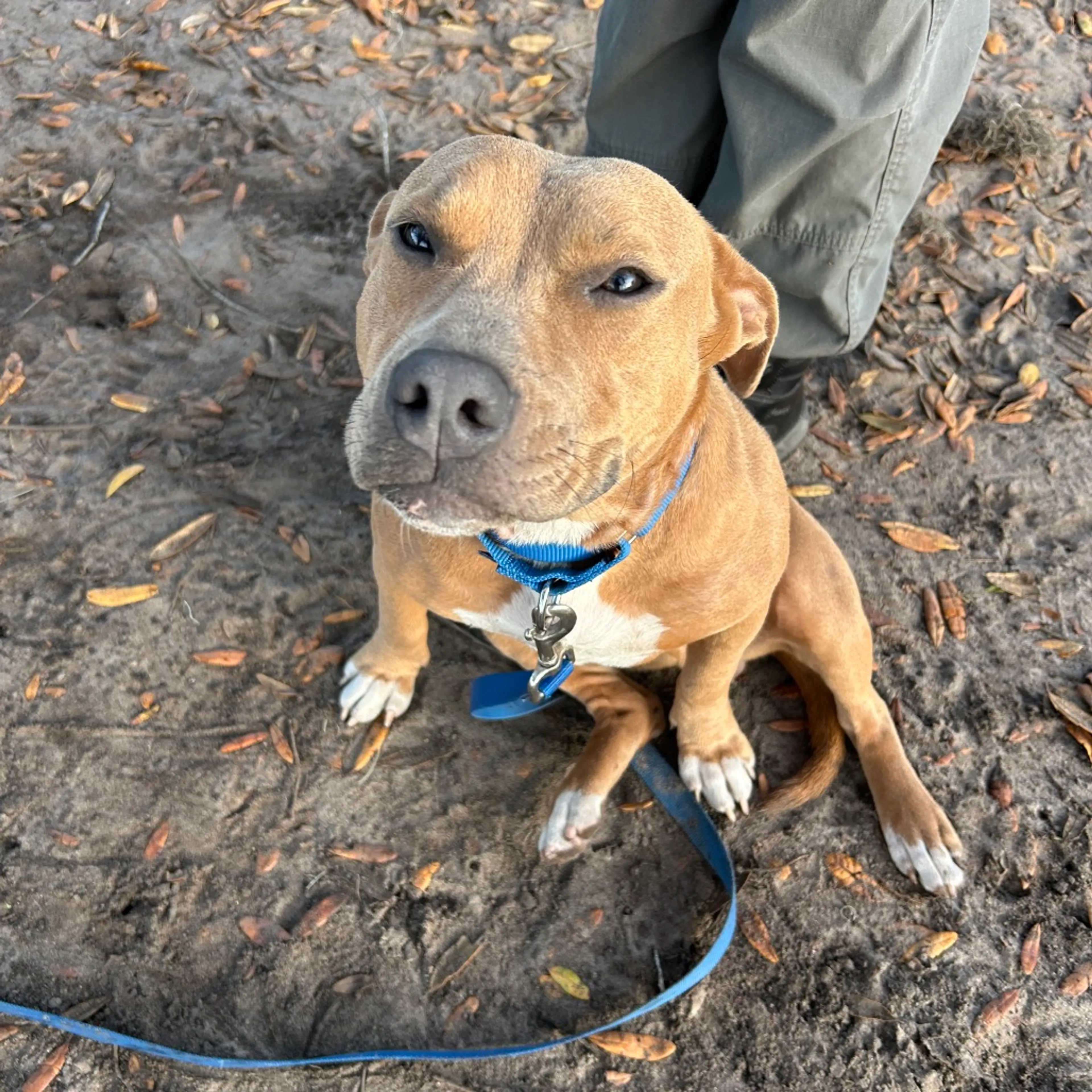 Found pet-2