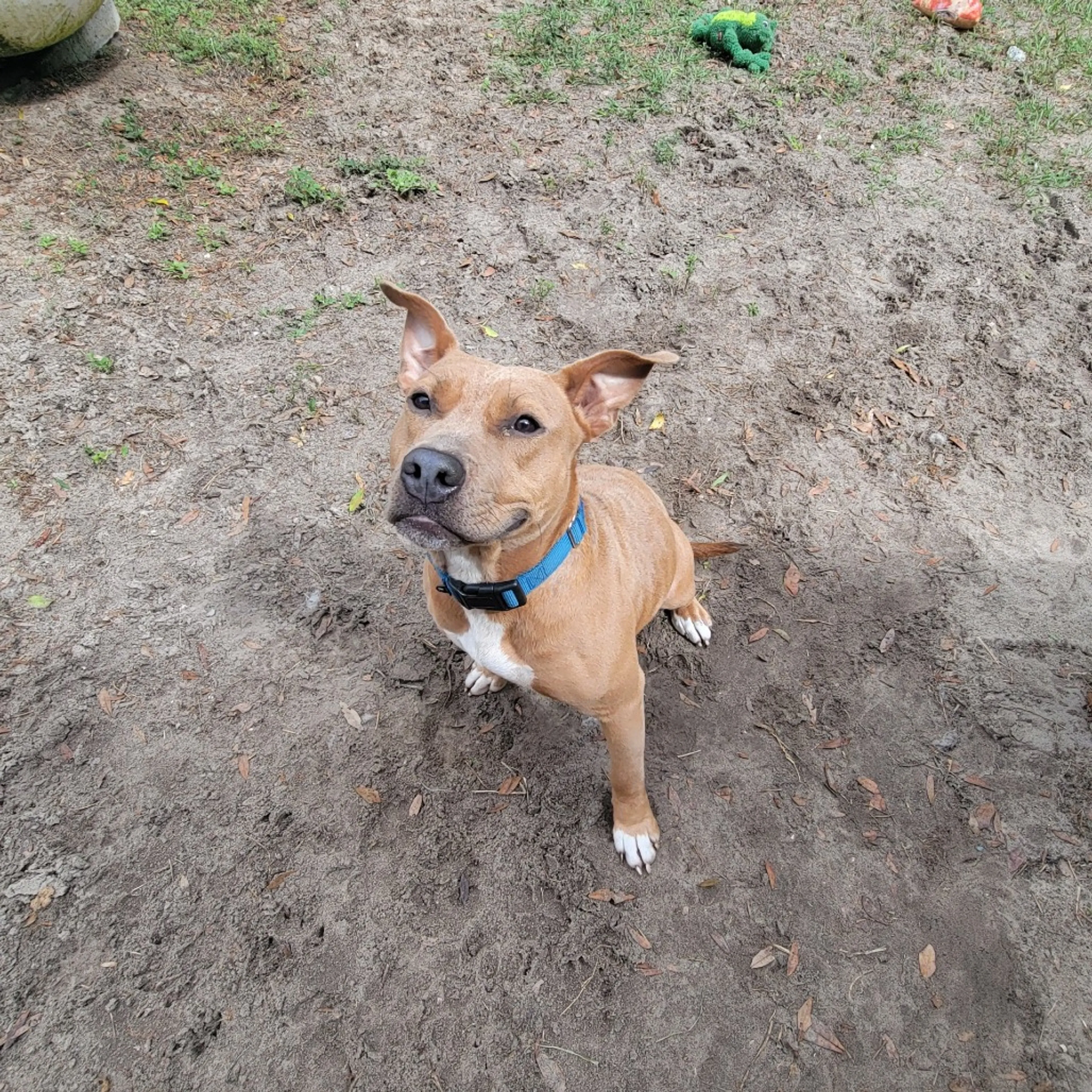 Found pet-4