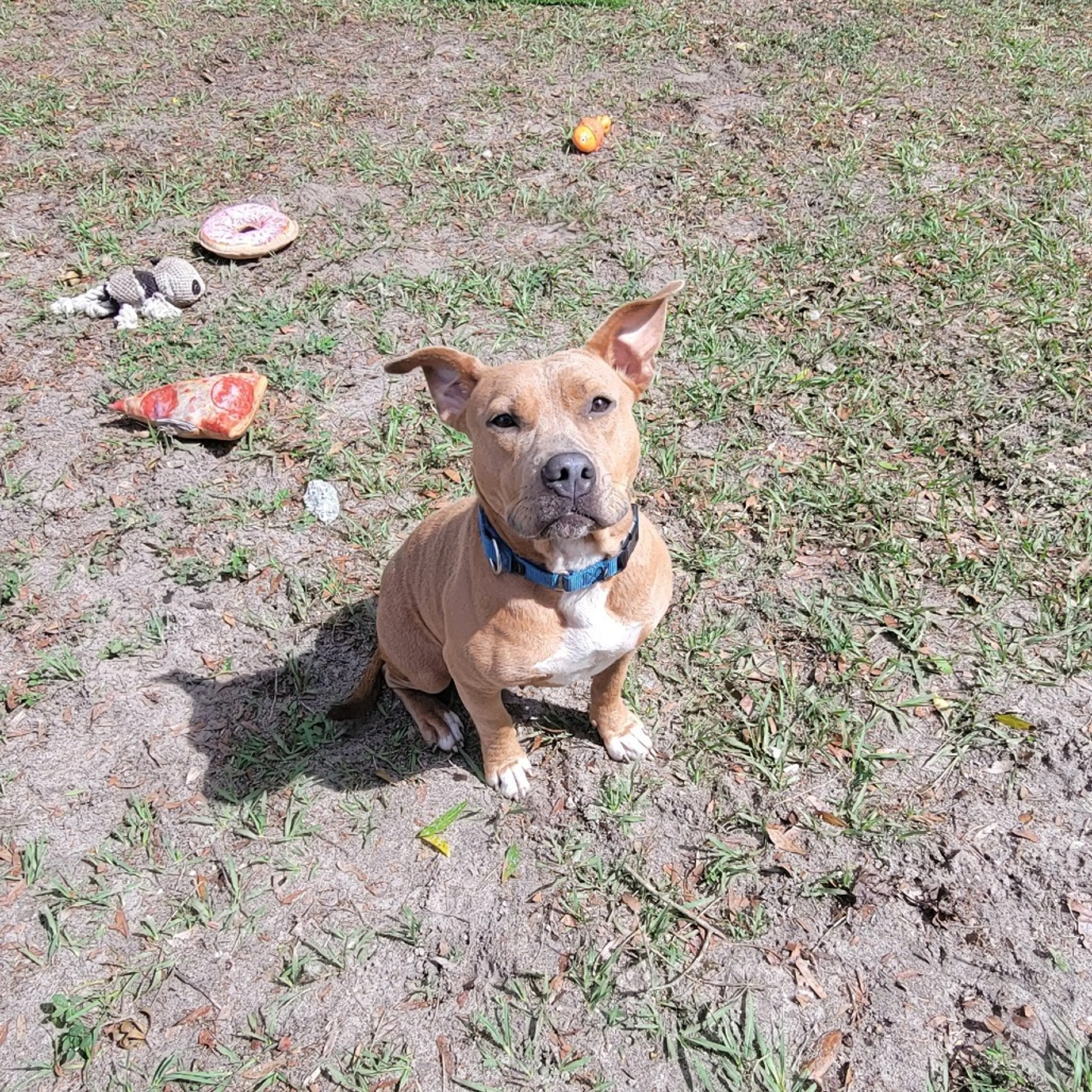 Found pet-3