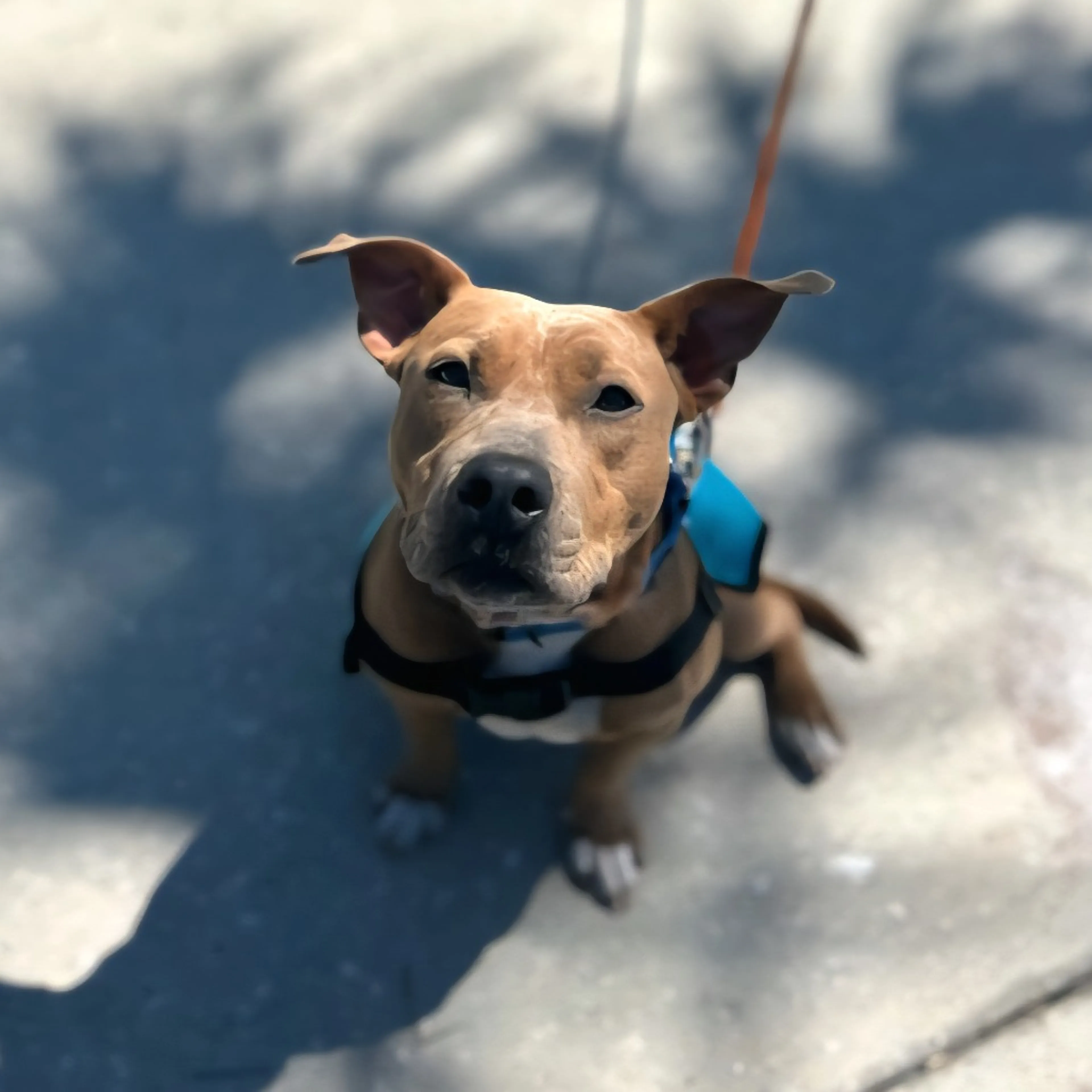 Found pet-1