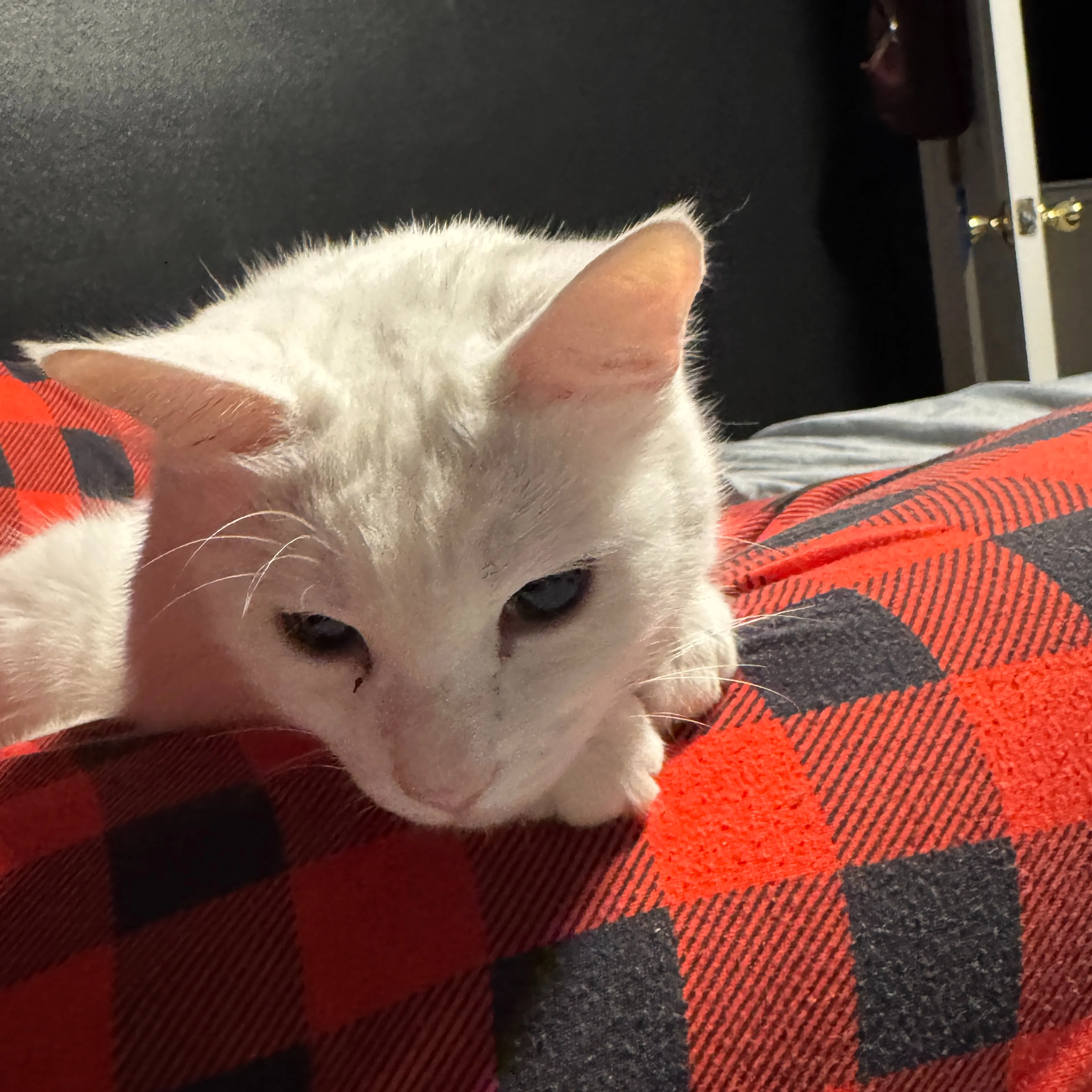 Lost pet-2
