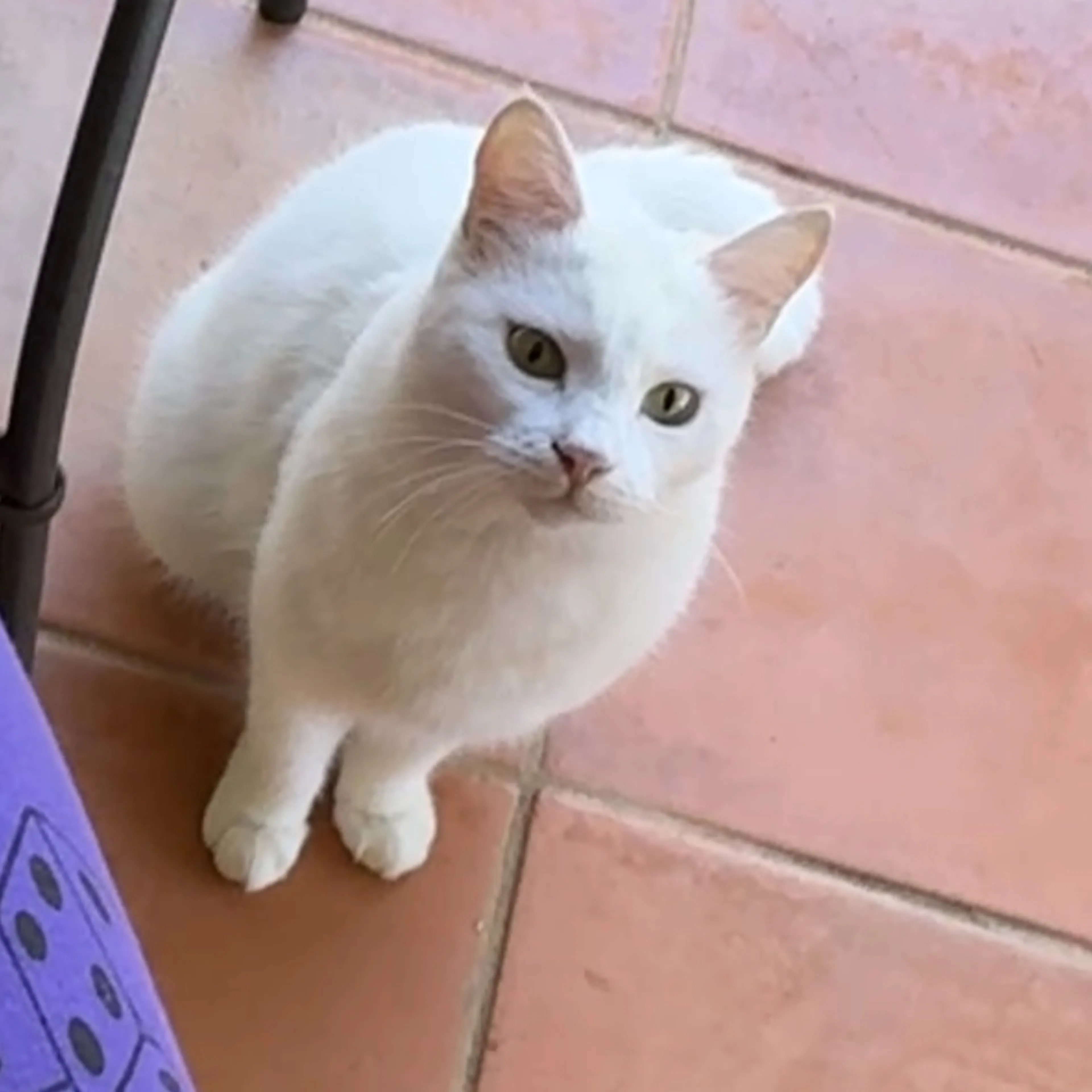 Lost pet-1