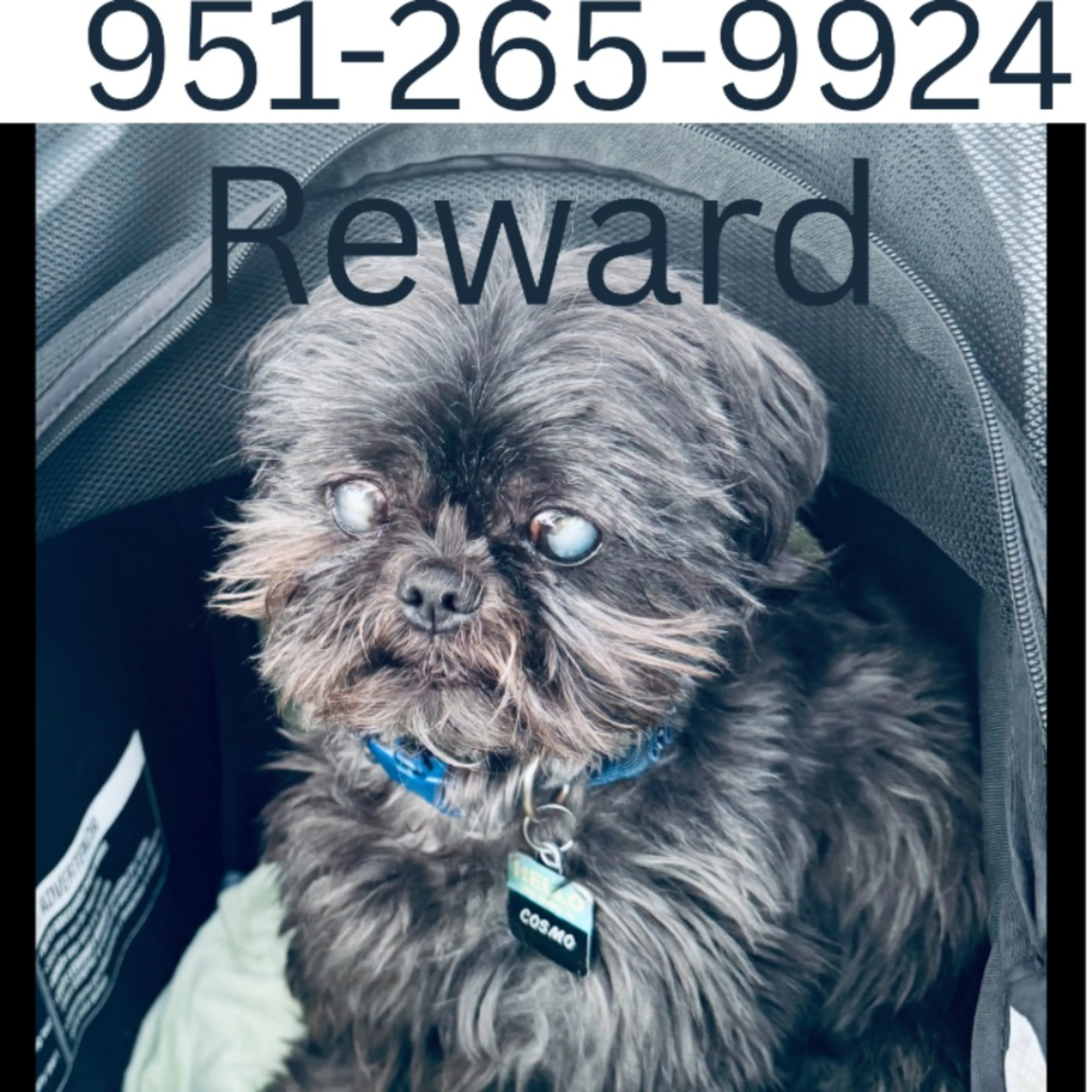 Lost pet