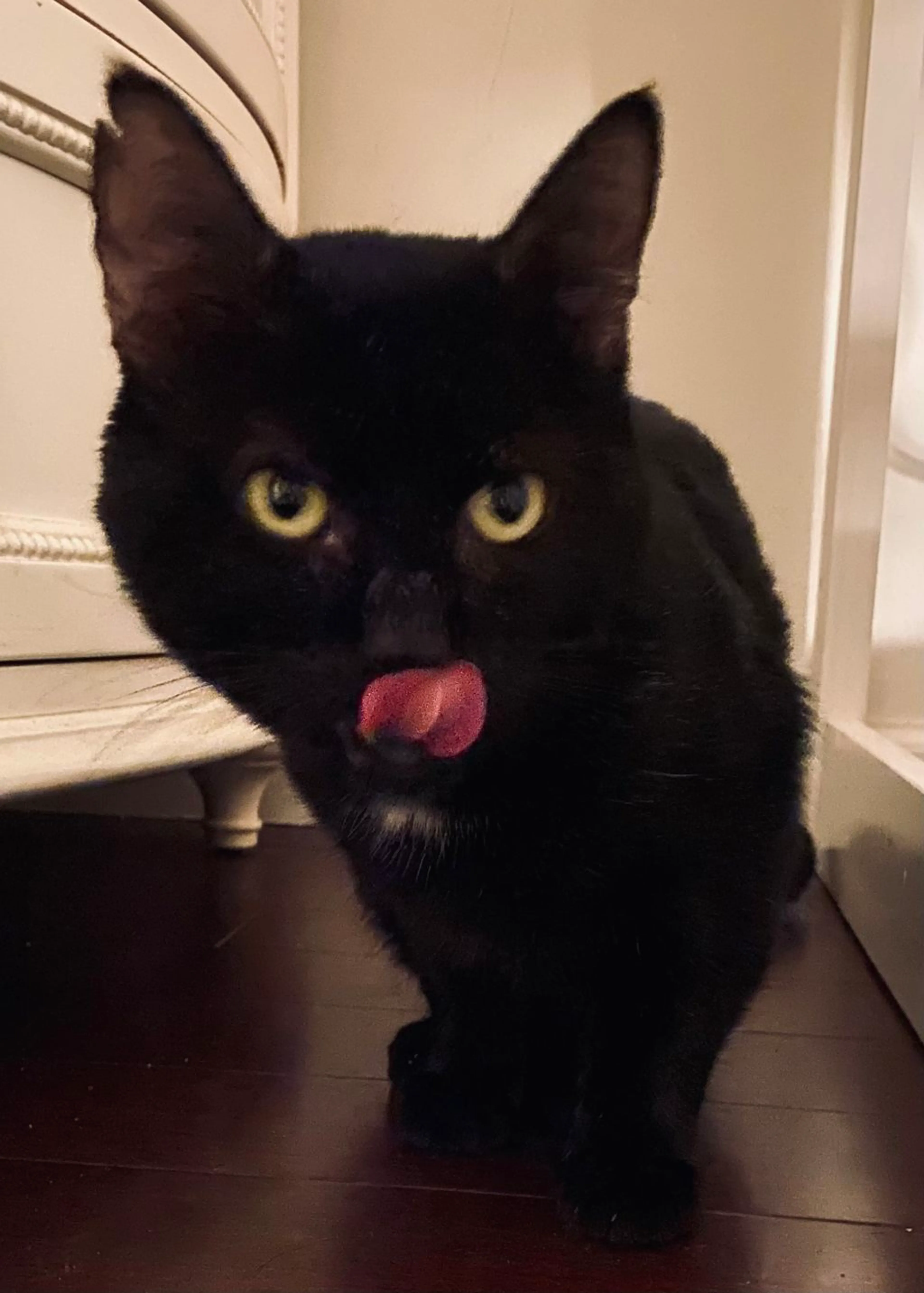 Found pet