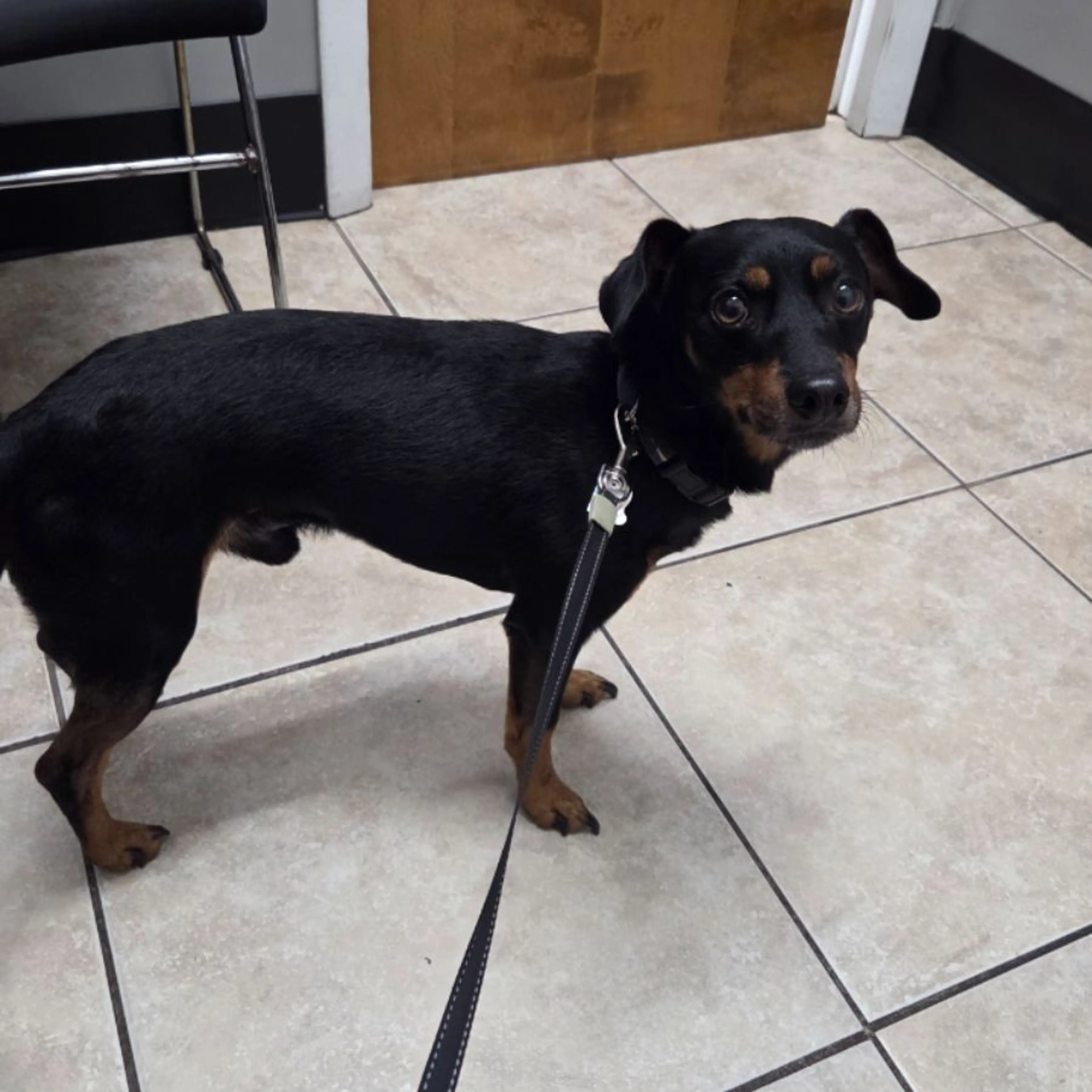 Lost pet