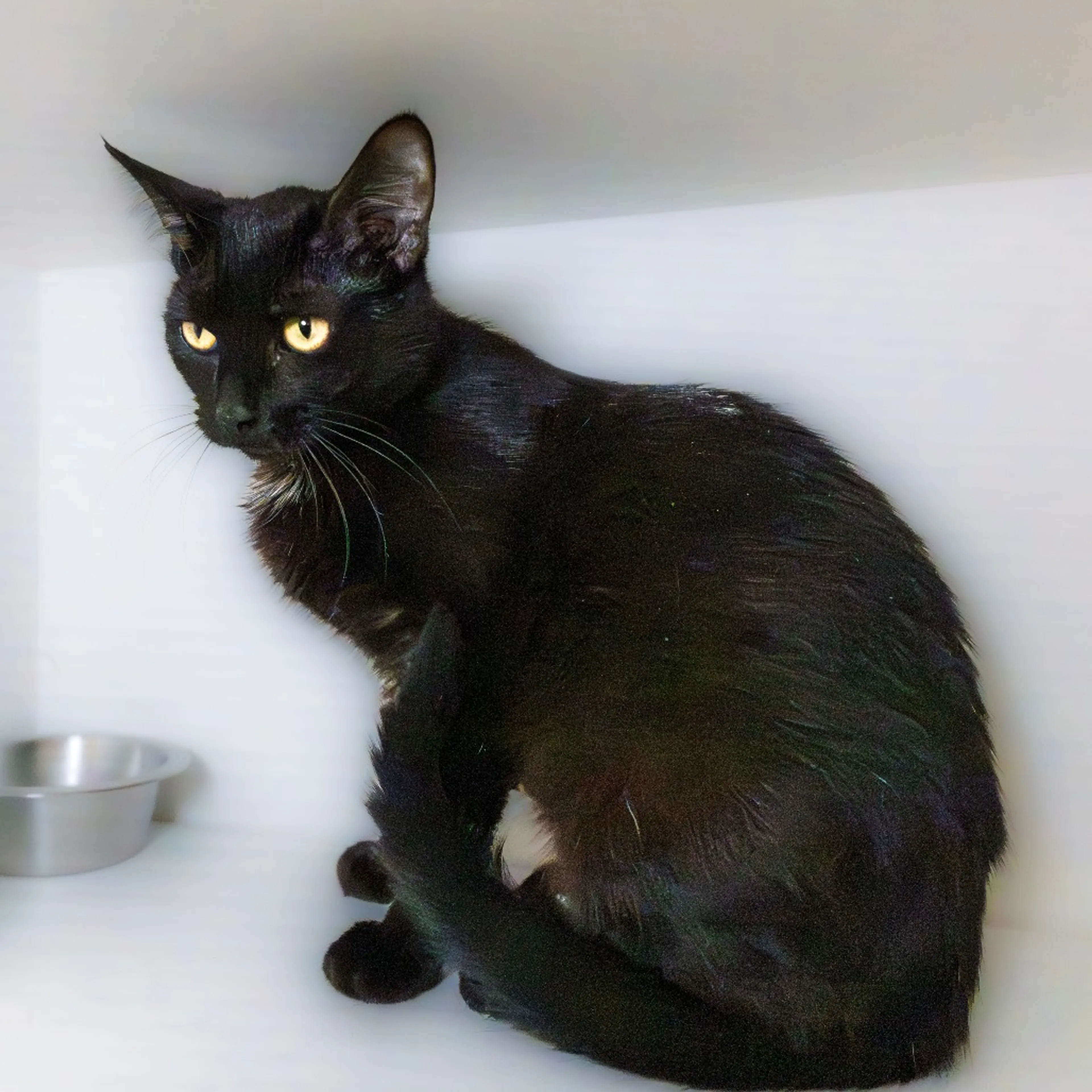 Found pet-2
