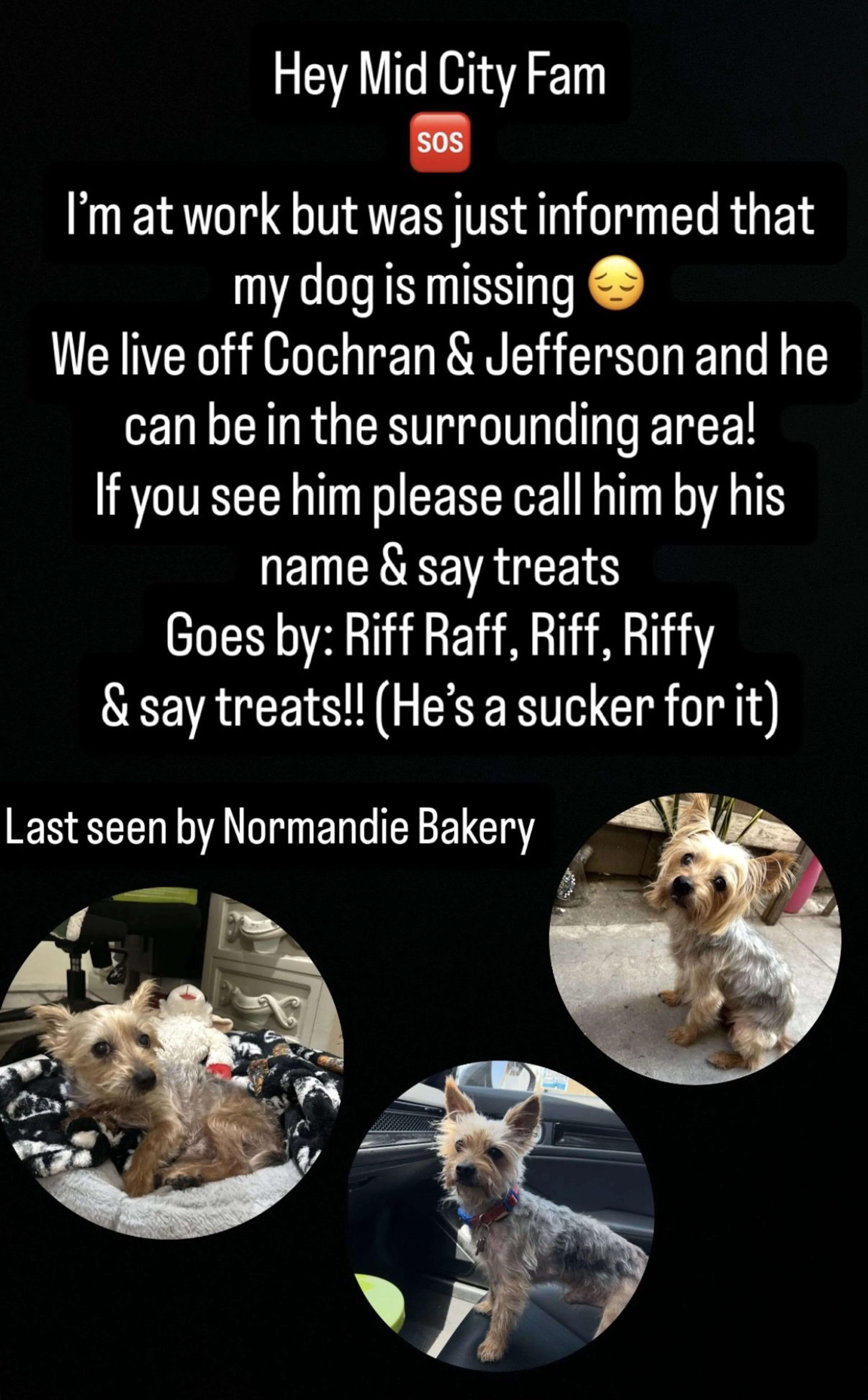 Lost pet